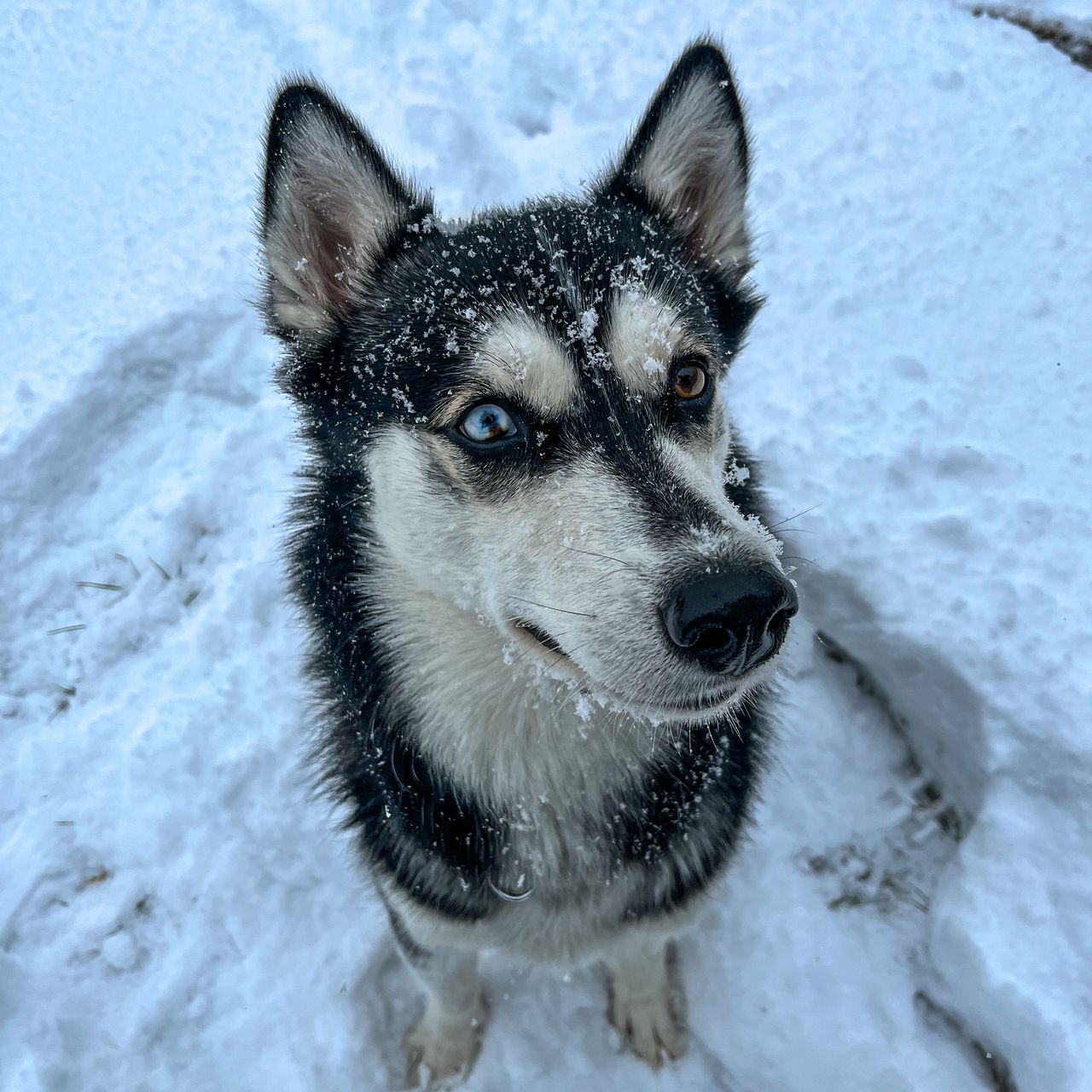 Soutěžní fotografie - Cassie,  Sibiřský husky
