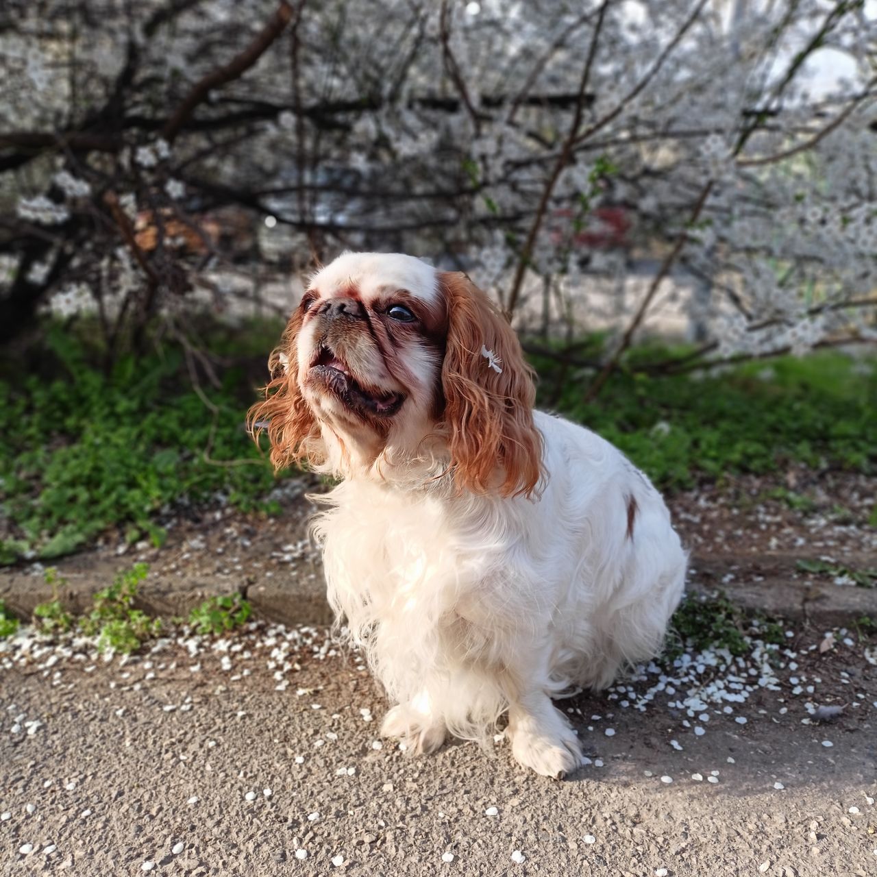 Soutěžní fotografie - Lucky,  King Charles španěl