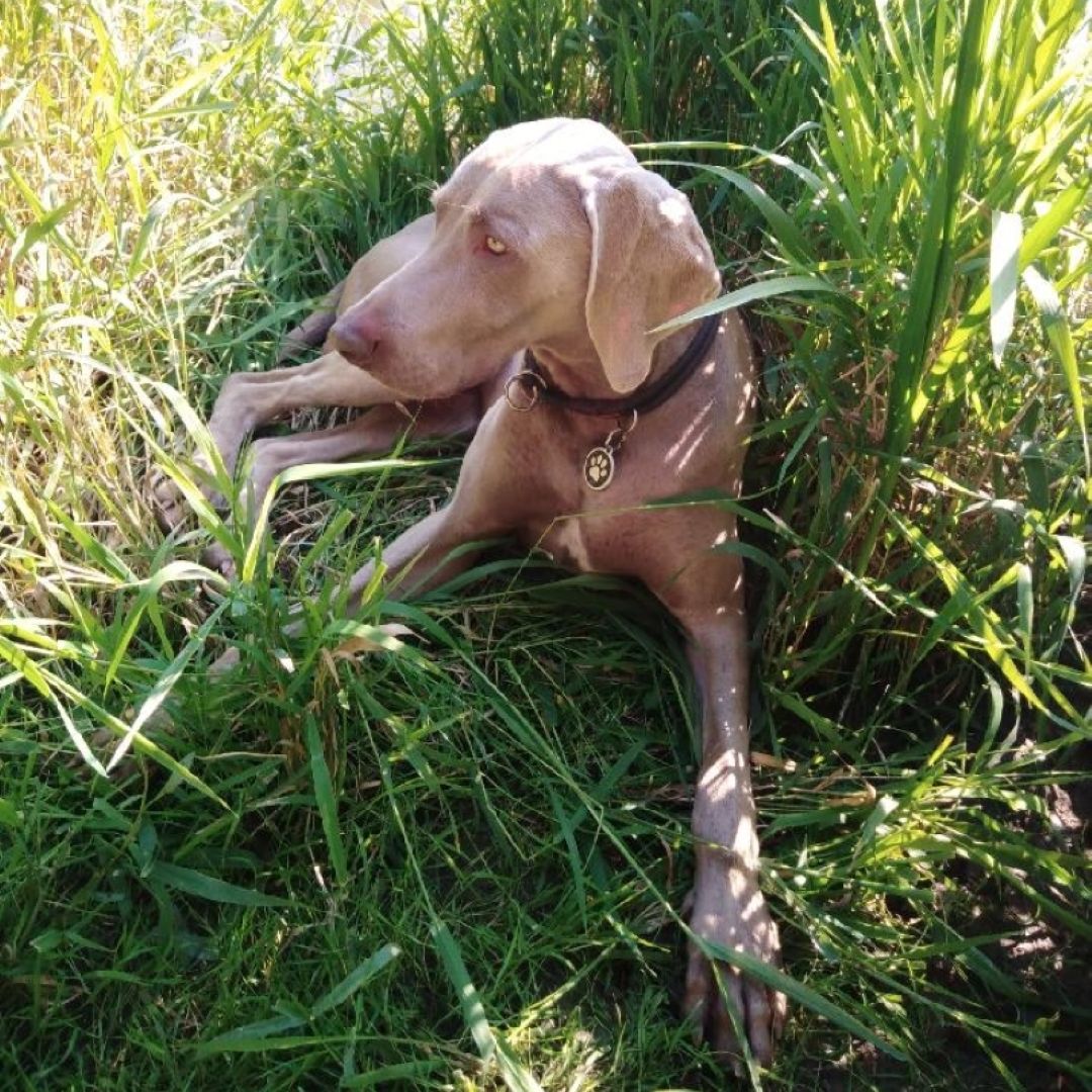Soutěžní fotografie - Bork ,  Výmarský ohař