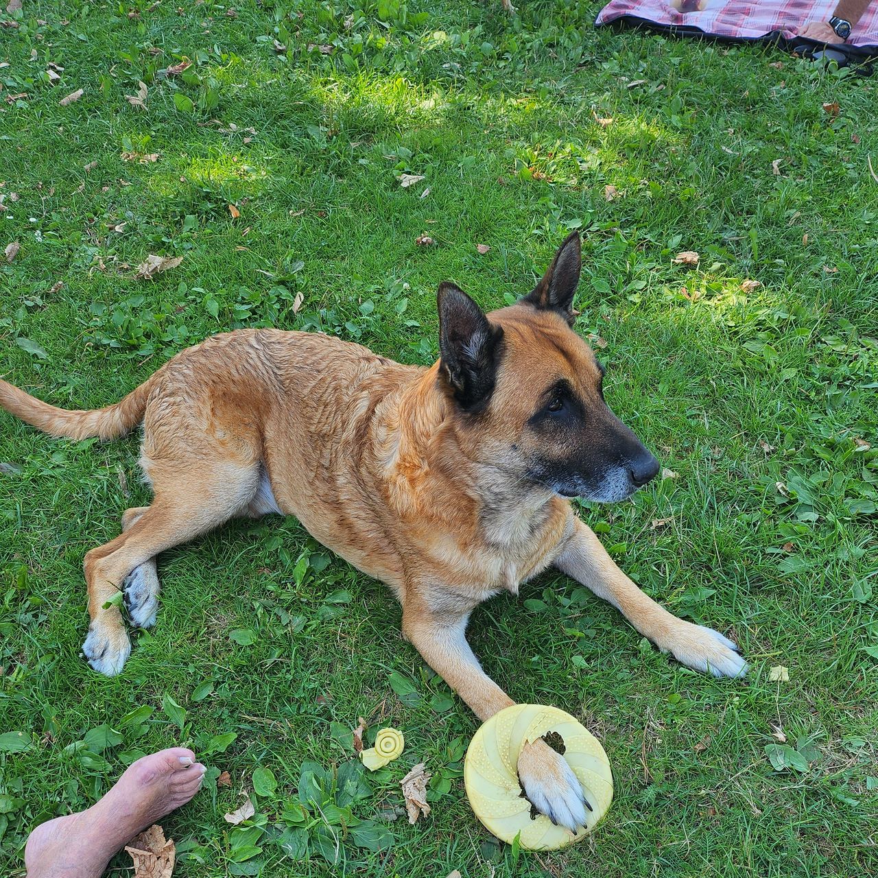 Soutěžní fotografie - Gaston,  Belgický ovčák - Malinois