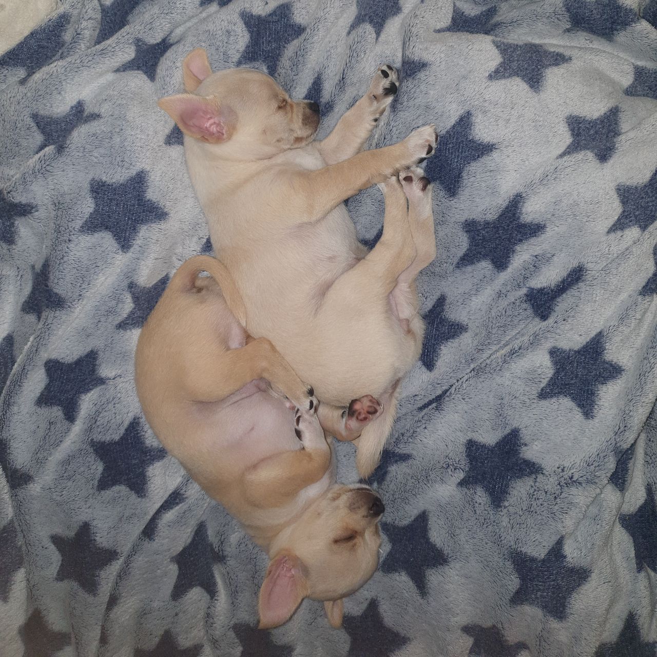 Soutěžní fotografie - Loki,  Čivava krátkosrstá