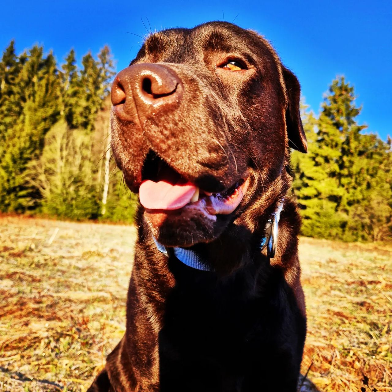 Soutěžní fotografie - Marley,  Labradorský retriever