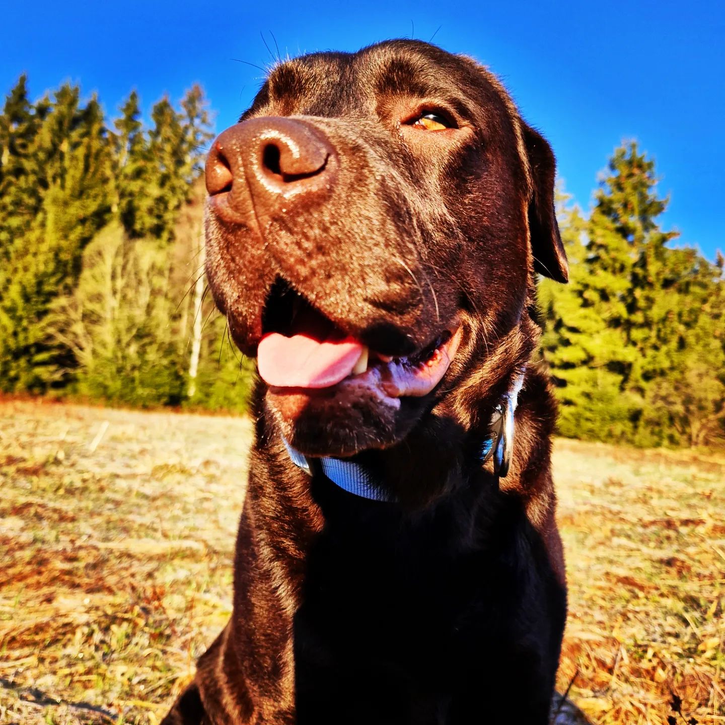 Soutěžní fotografie - Marley,  Labradorský retriever