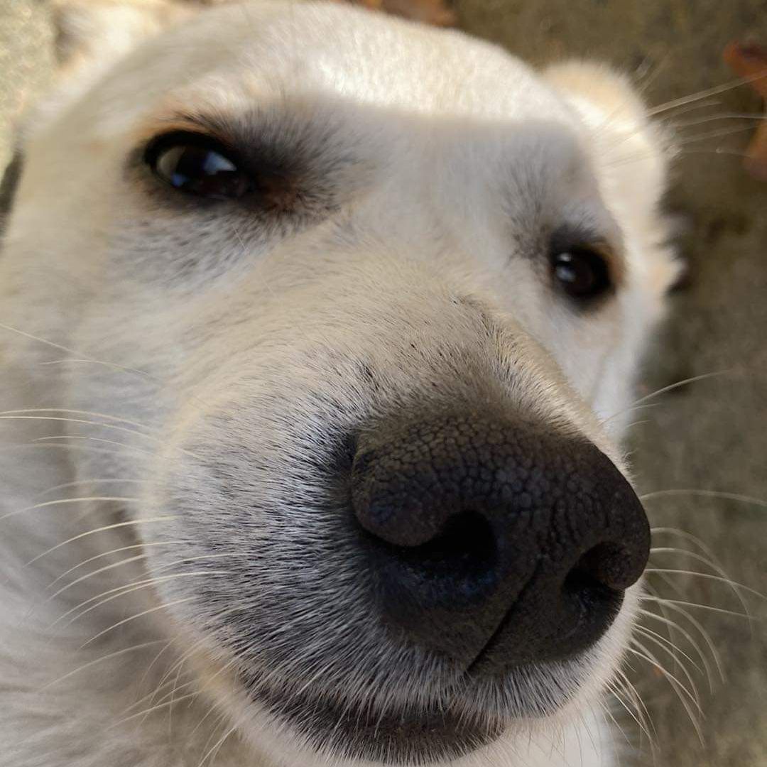 Soutěžní fotografie - Max,  Ostatní