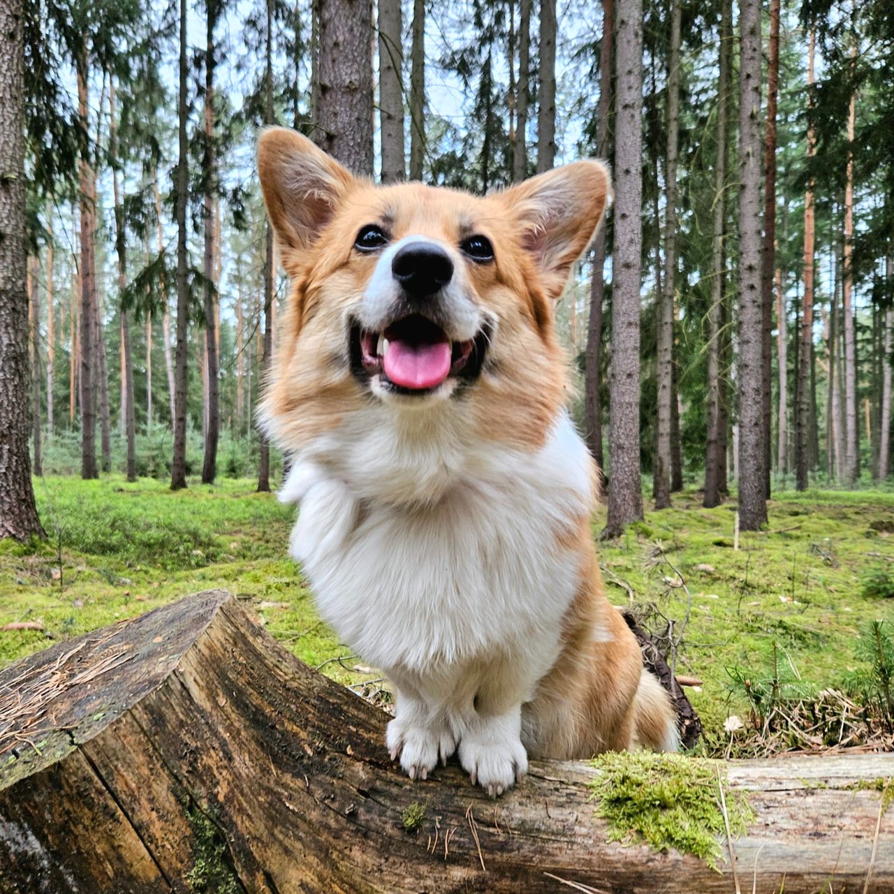 Soutěžní fotografie - Cara - Mařenka,  Welsh Corgi Pembroke