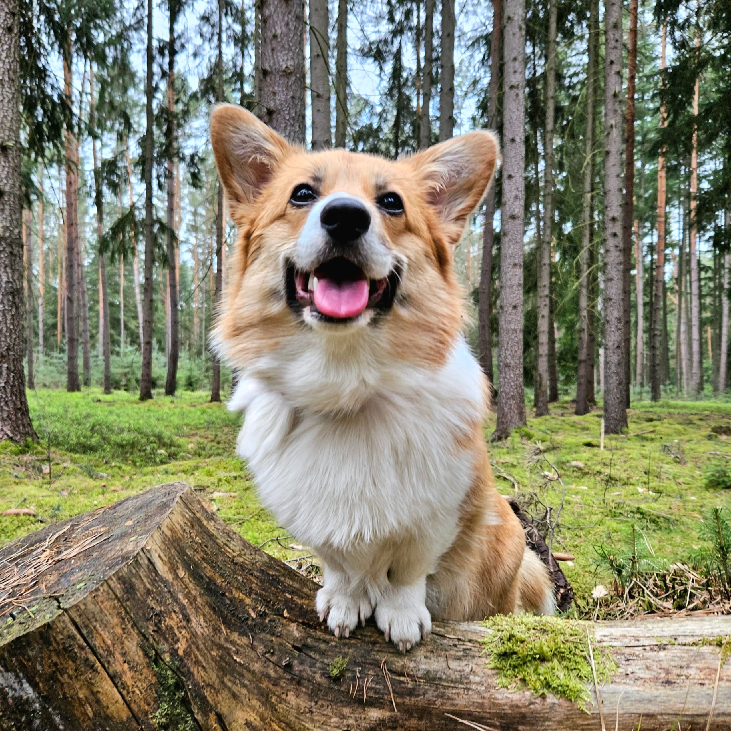 Soutěžní fotografie - Cara - Mařenka,  Welsh Corgi Pembroke