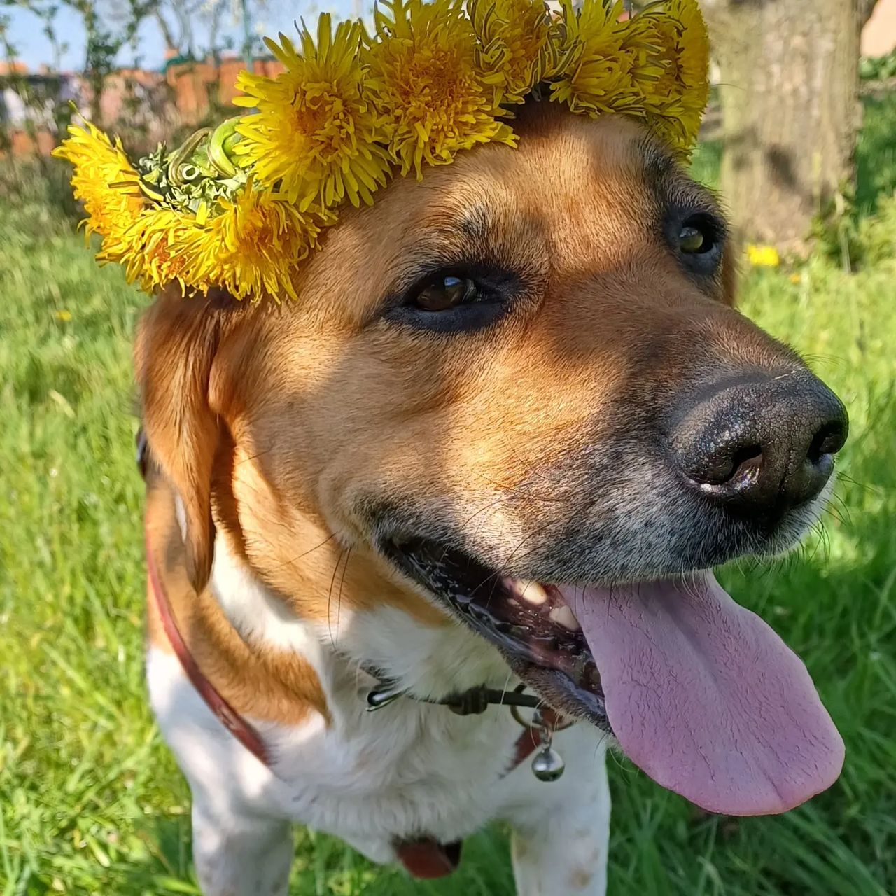 Soutěžní fotografie - Aiko,  Ostatní