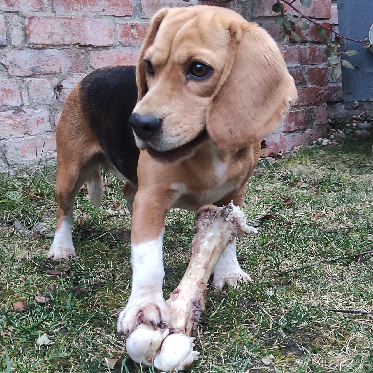 Soutěžní fotografie - Uriel Maze,  Beagle