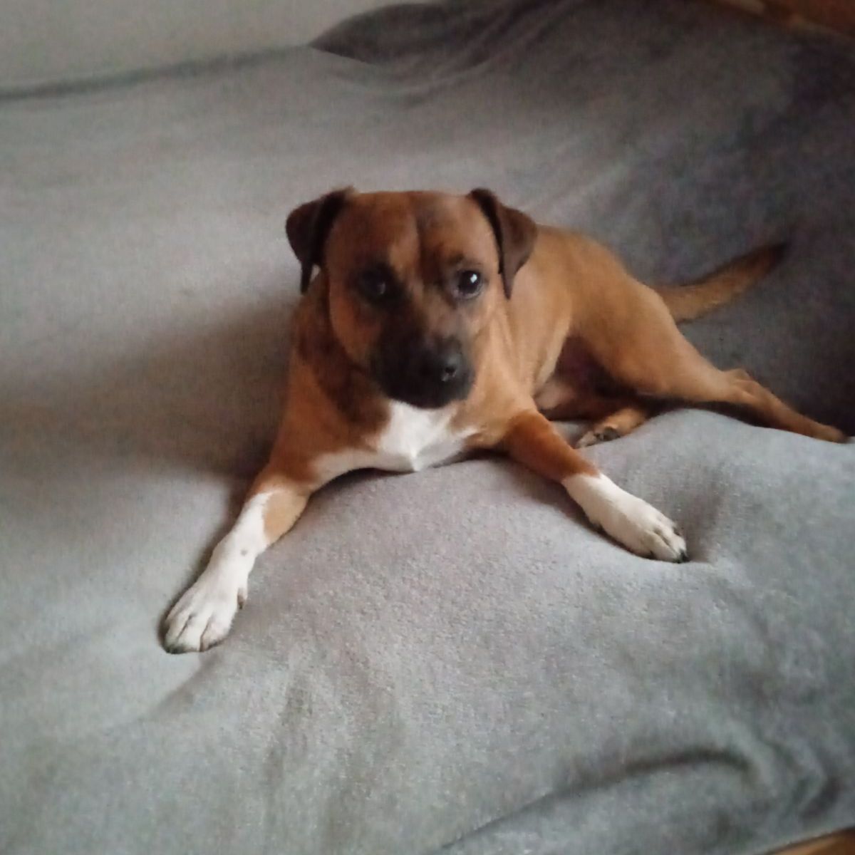 Soutěžní fotografie - Falco,  Patterdale terier