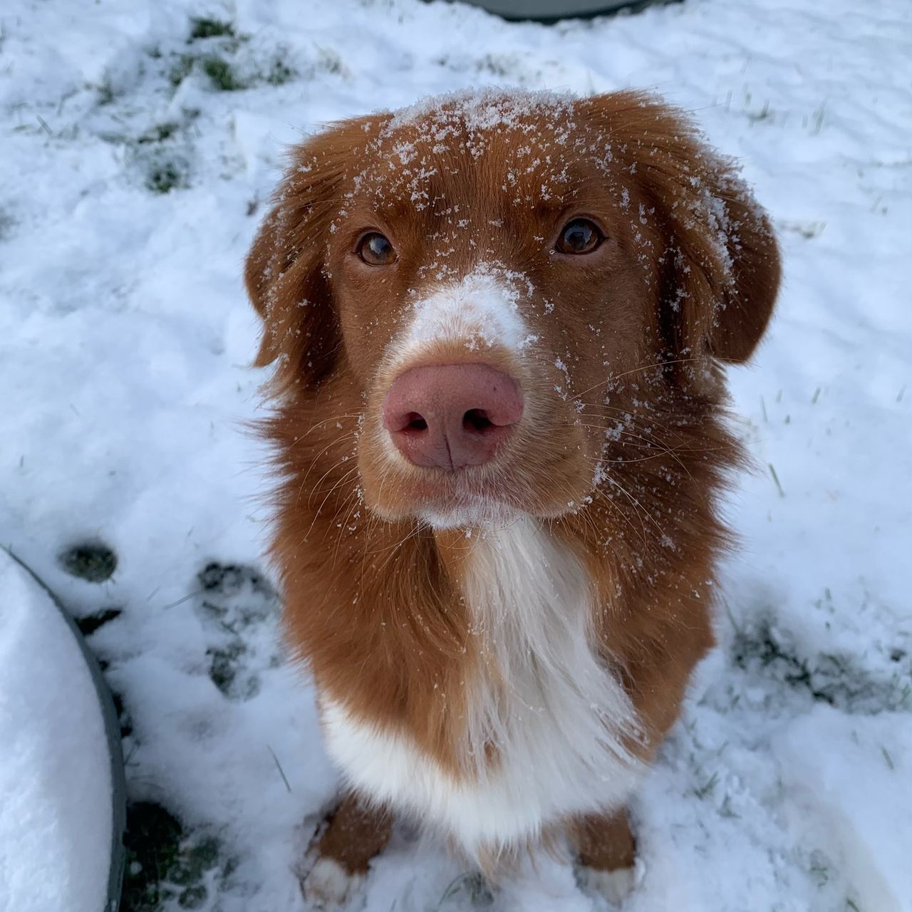 Soutěžní fotografie - Barry,  Nova Scotia Duck Tolling Retriever
