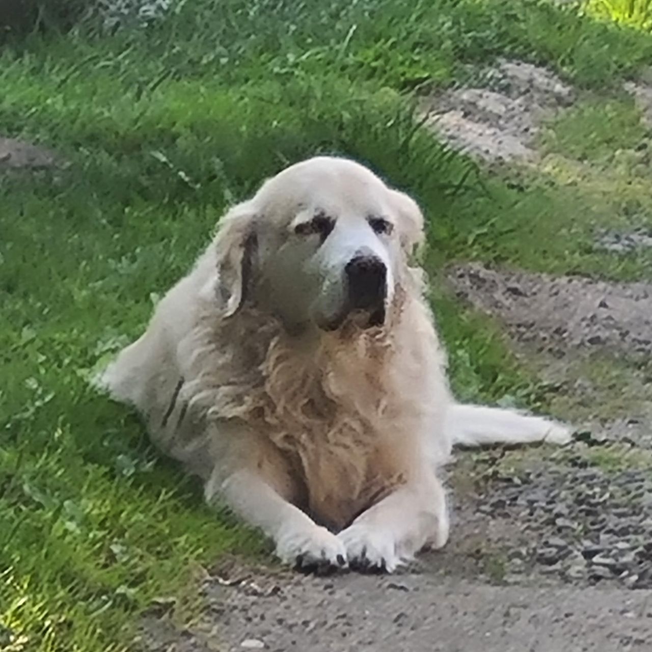Soutěžní fotografie - Buddy,  Zlatý retriever