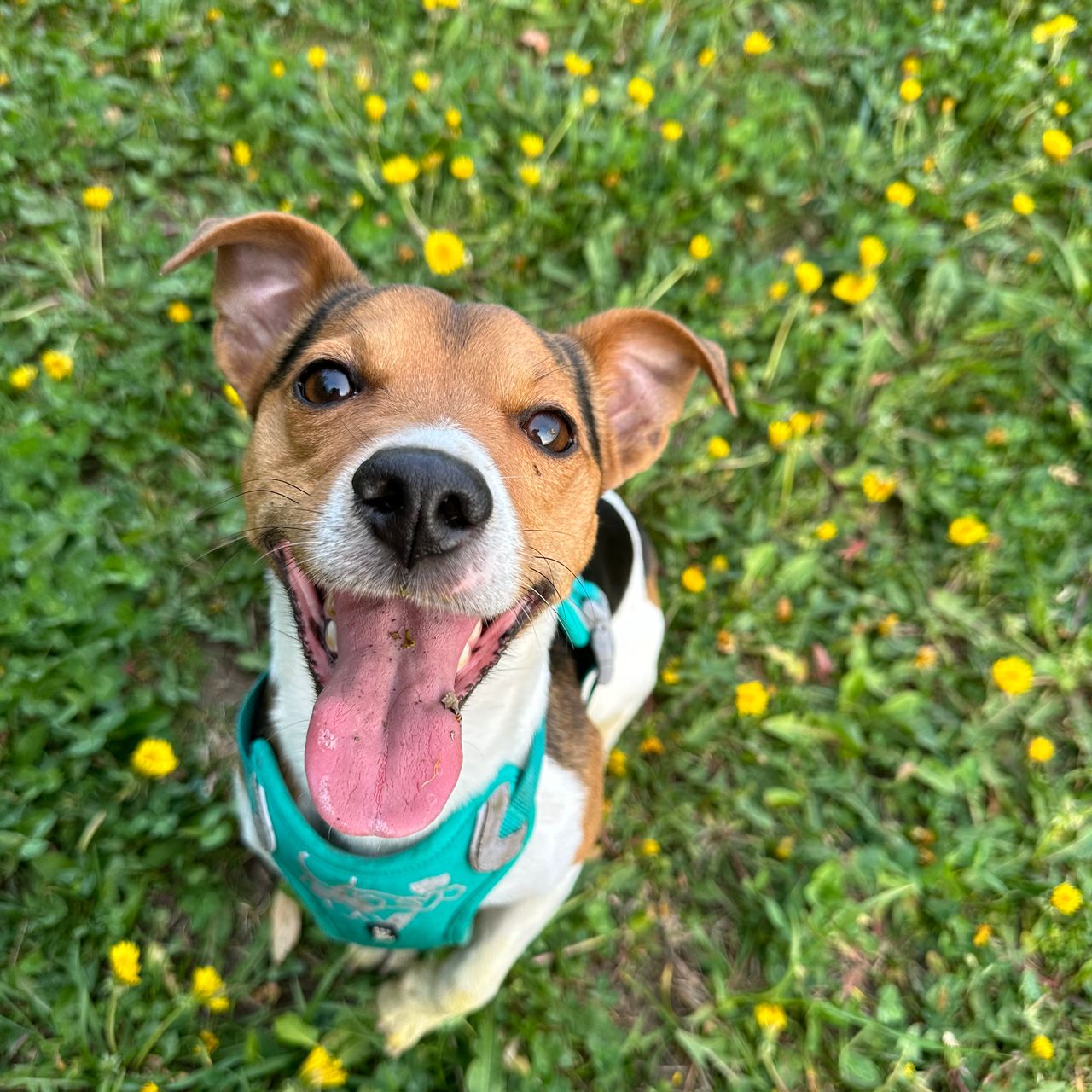 Soutěžní fotografie - Tonny Stark,  Jack Russell Teriér