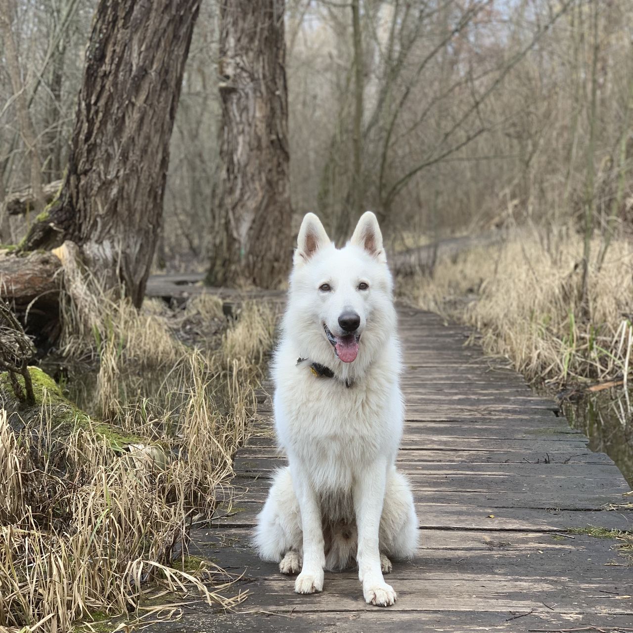 Soutěžní fotografie - Loki,  Bílý švýcarský ovčák