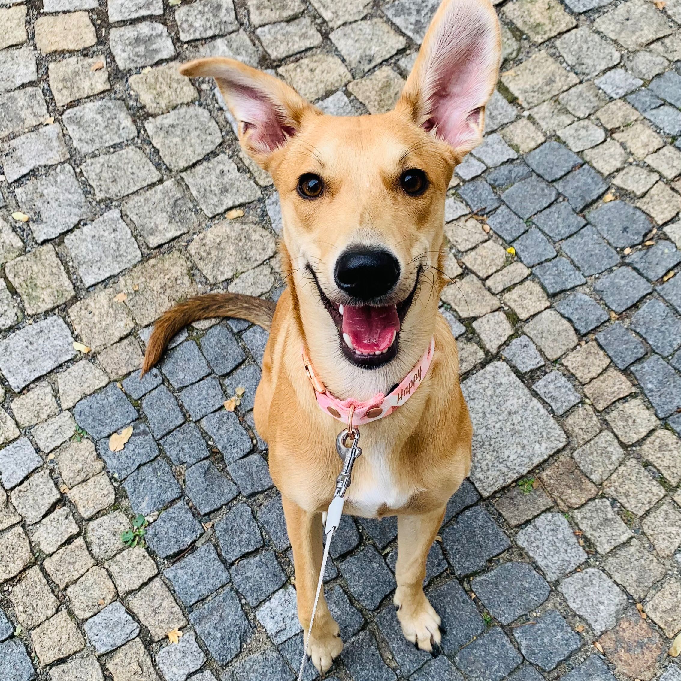 Soutěžní fotografie - Happy,  Ostatní