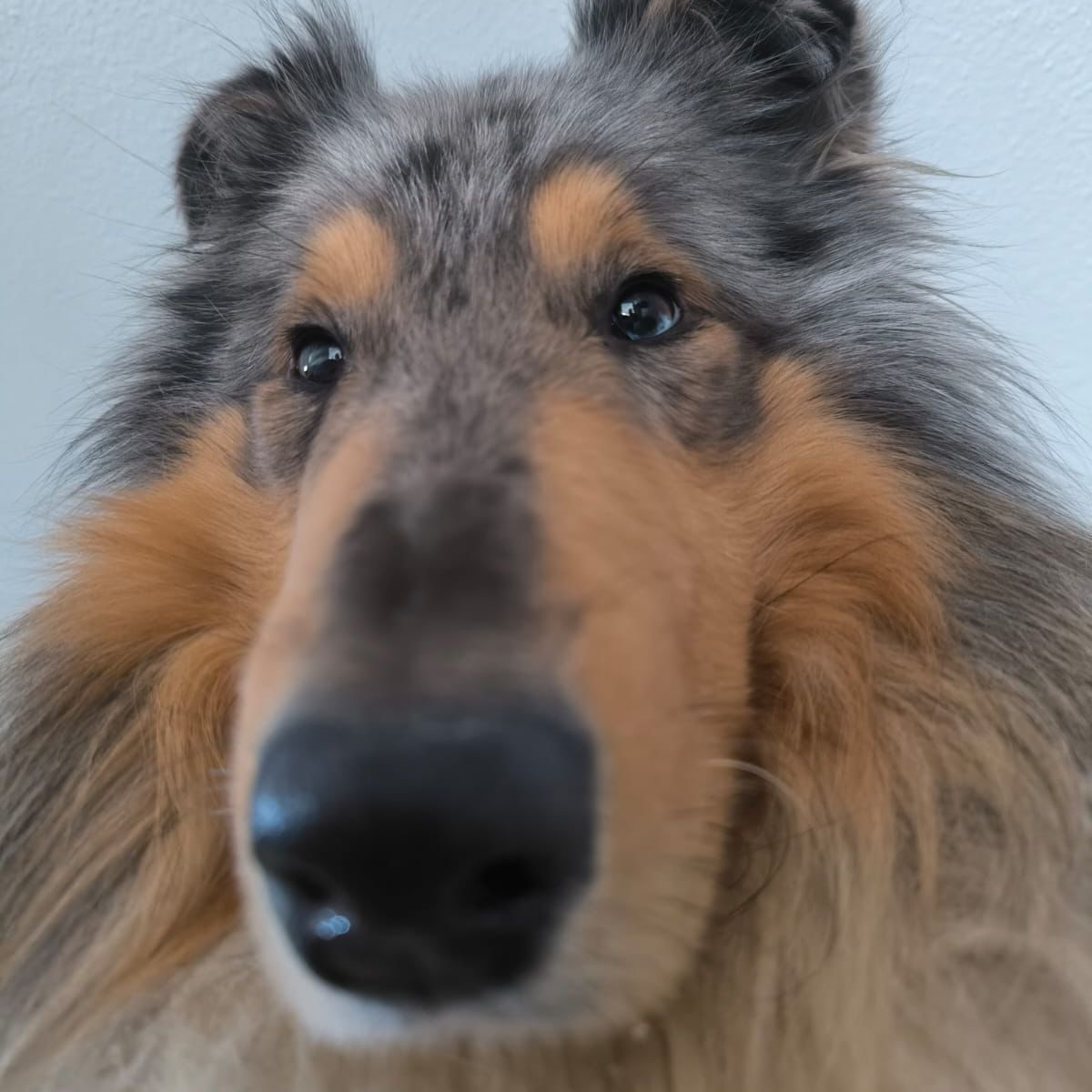 Soutěžní fotografie - Blue,  Kolie dlouhosrstá