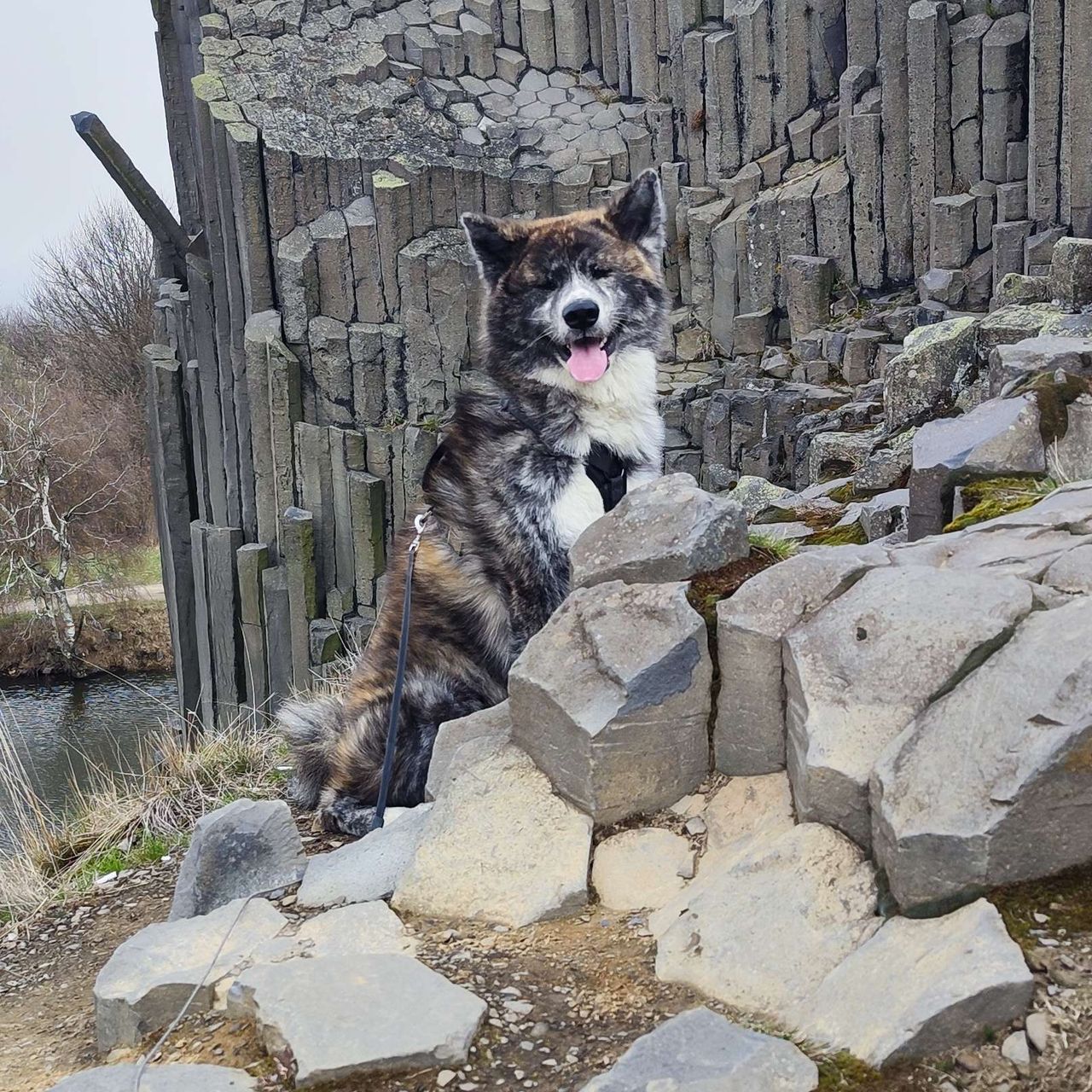 Soutěžní fotografie - Cutomu Musashi ,  Akita