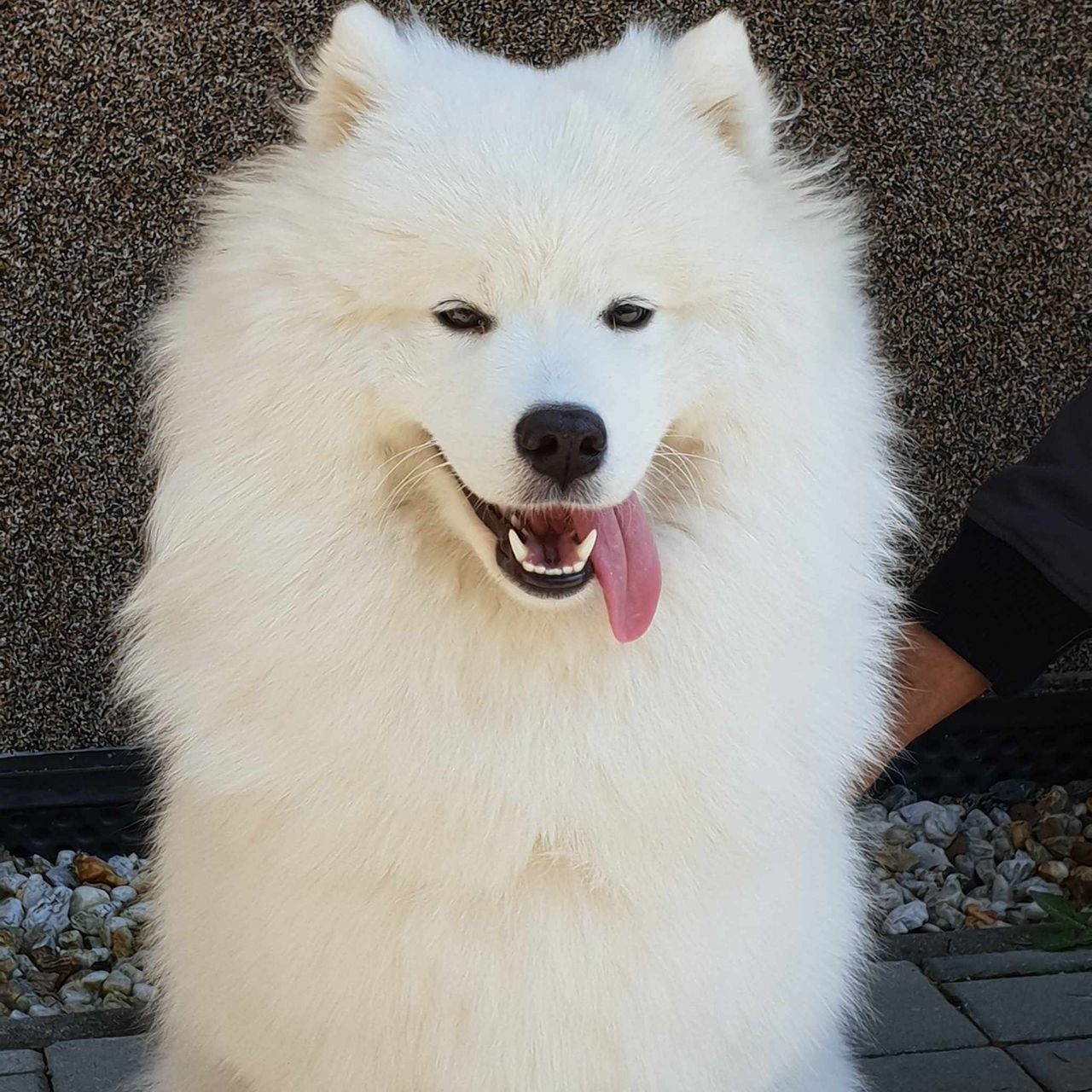 Soutěžní fotografie - Bella,  Samojed