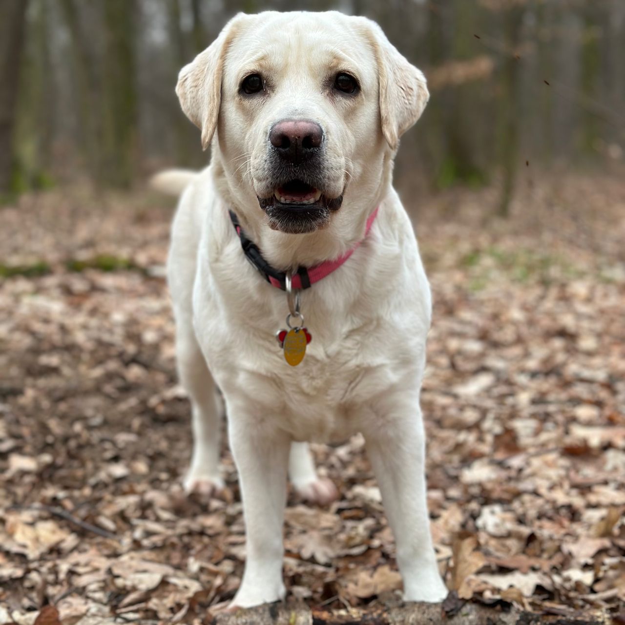 Soutěžní fotografie - Nera,  Labradorský retriever