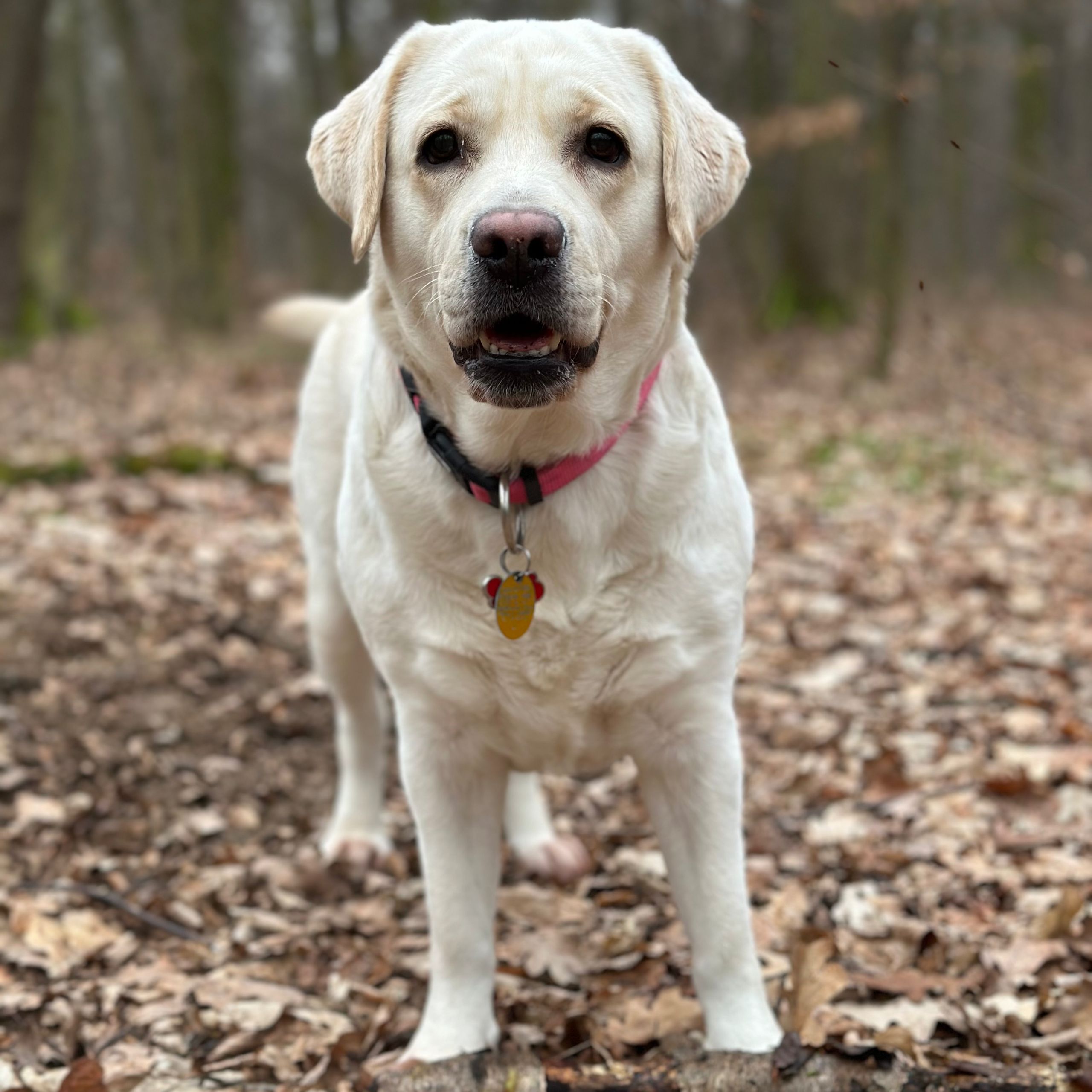 Soutěžní fotografie - Nera,  Labradorský retriever