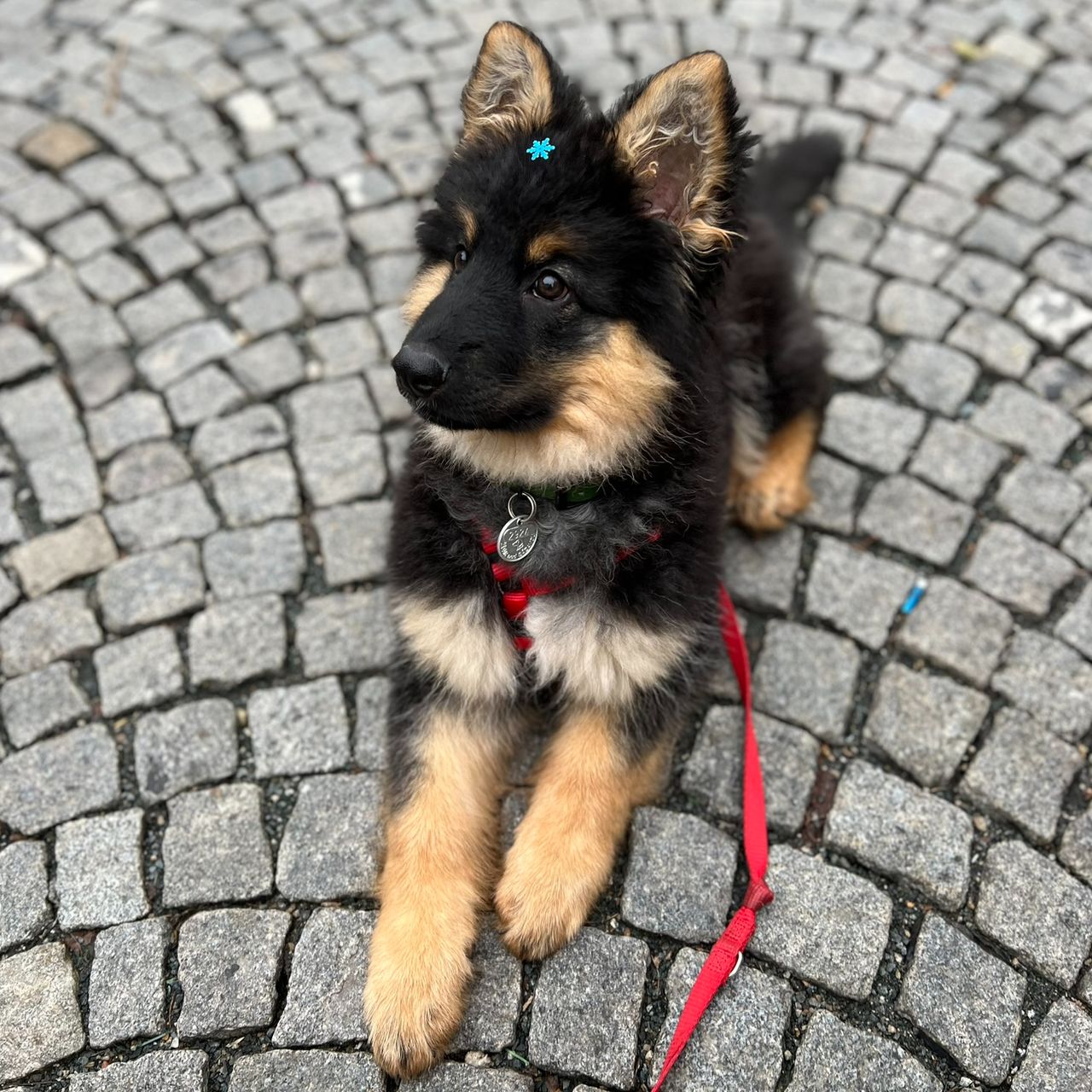 Soutěžní fotografie - Arwen,  Chodský pes
