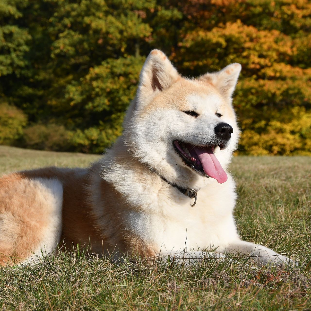 Soutěžní fotografie - Hanabuki Go,  Akita