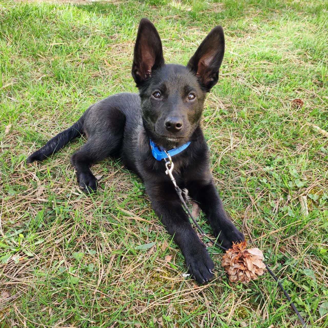 Soutěžní fotografie - Buddy,  Australská kelpie