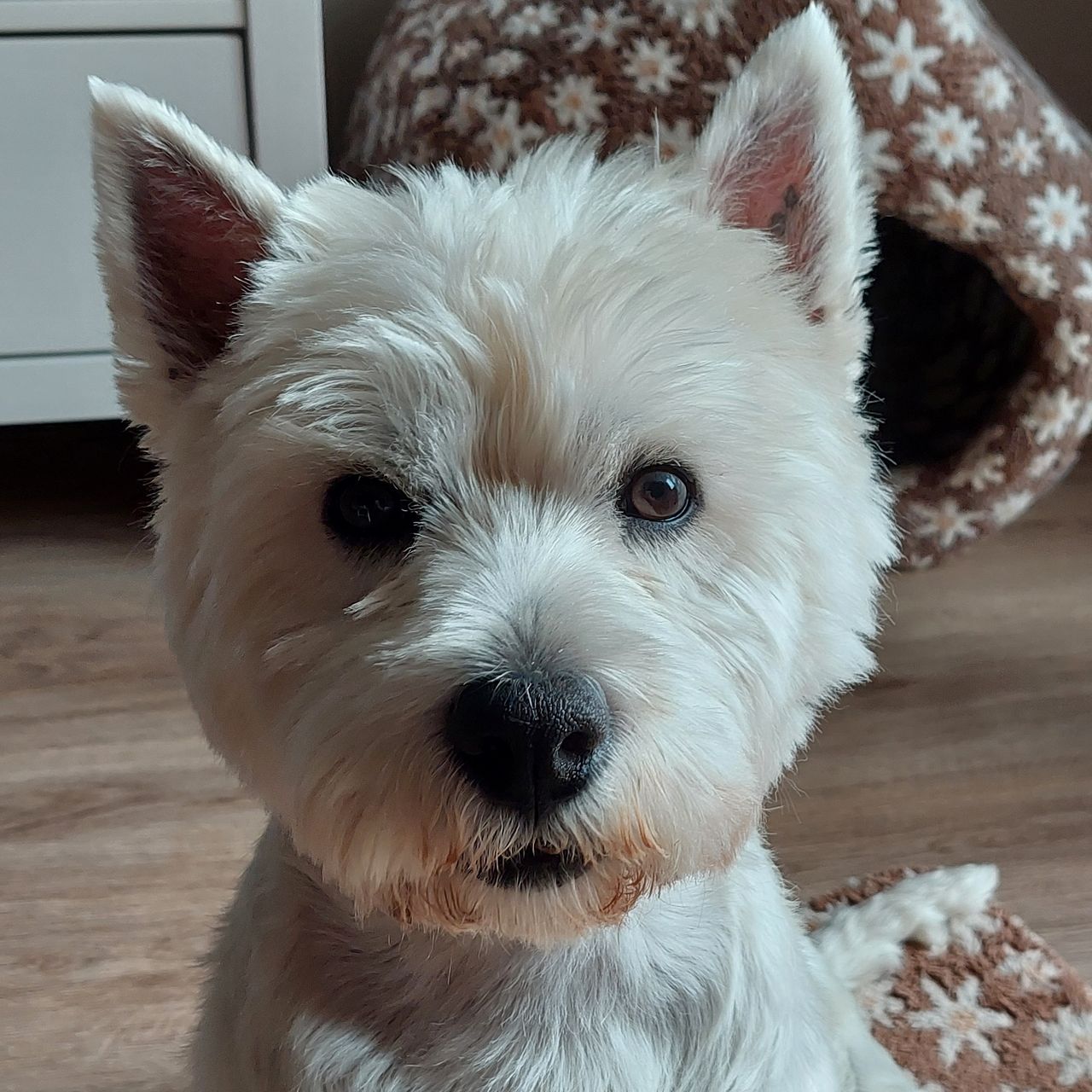 Soutěžní fotografie - Alex,  West Highland White Terrier