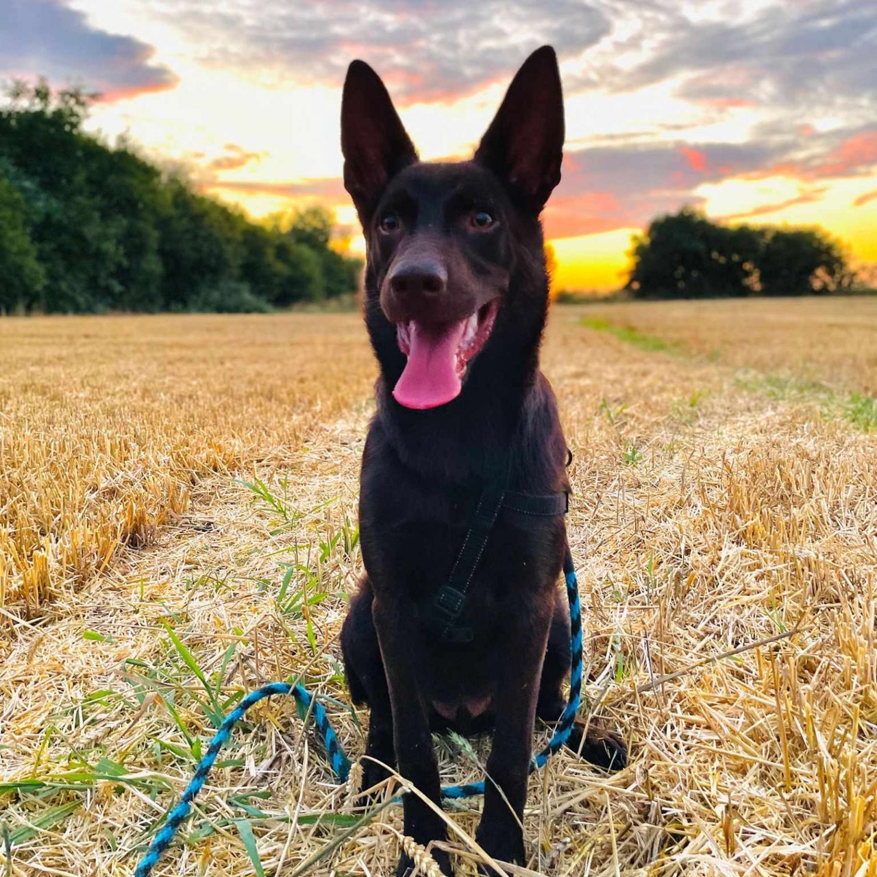 Soutěžní fotografie - Allstar Orion Dvomaro,  Australská kelpie