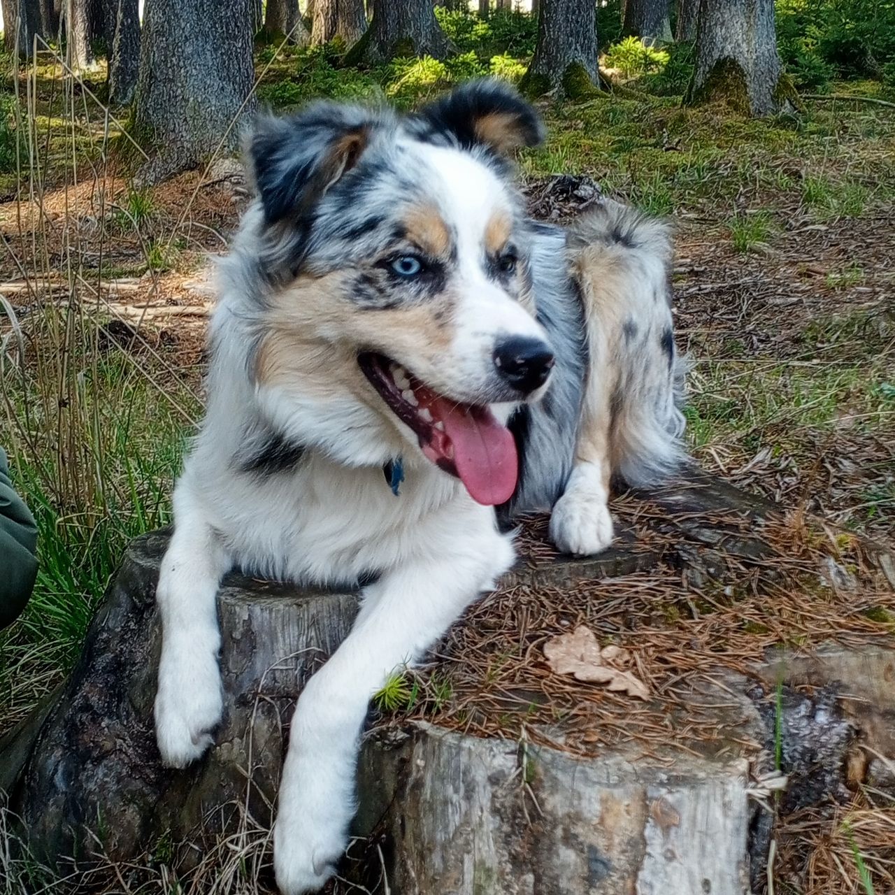 Soutěžní fotografie - Max,  Border kolie