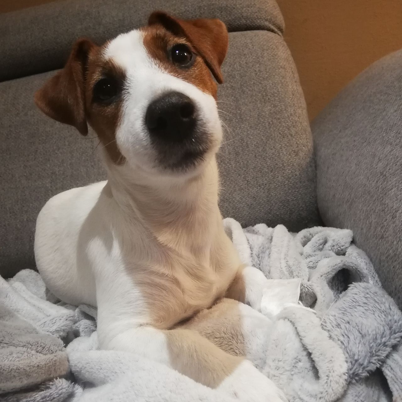 Soutěžní fotografie - Abby ,  Jack Russell Teriér