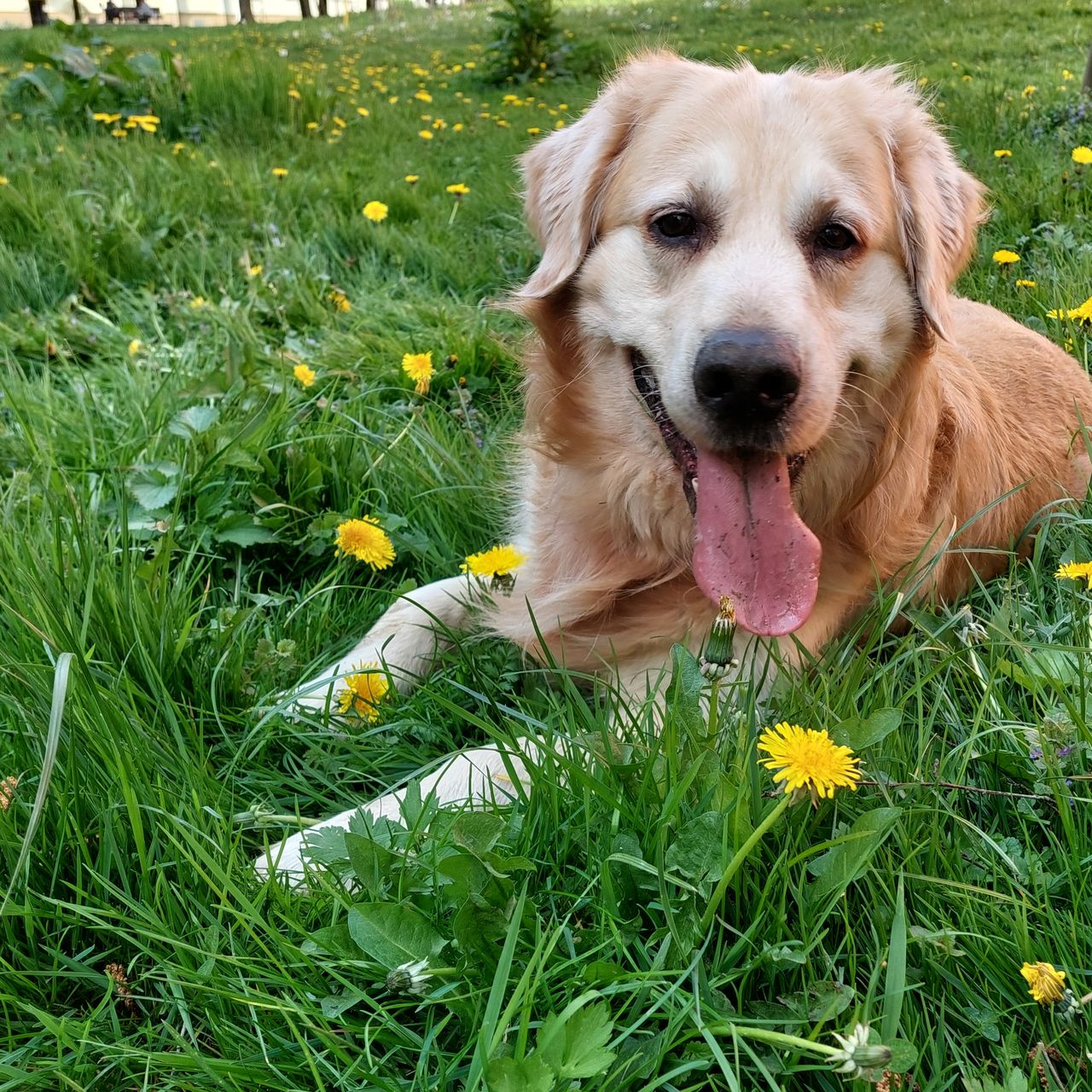 Soutěžní fotografie - Dexter,  Zlatý retriever