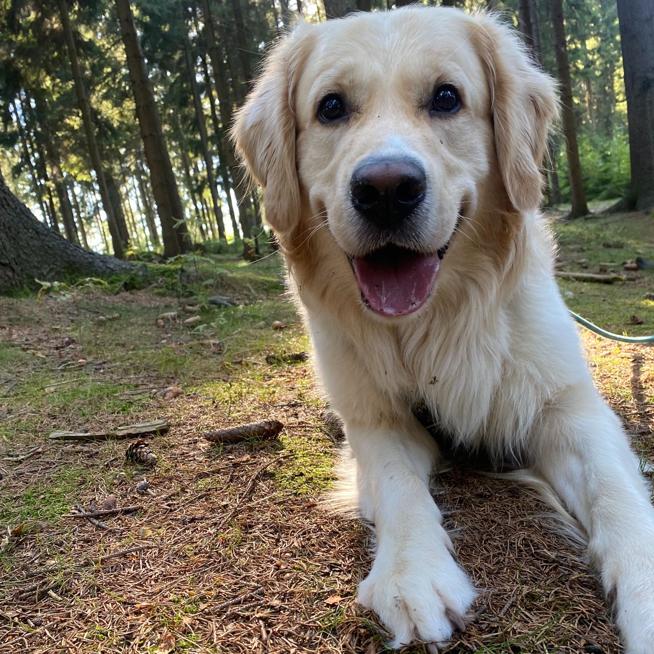 Soutěžní fotografie - Lucky,  Zlatý retriever