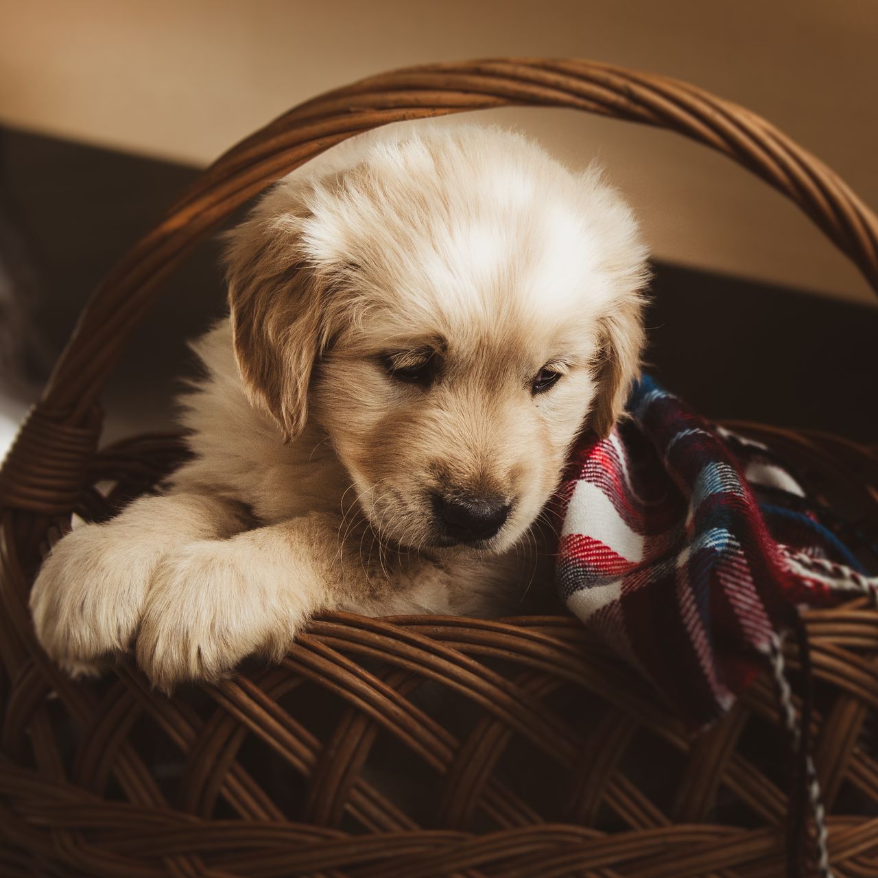 Soutěžní fotografie - Fanny Od Tří jasanů,  Zlatý retriever