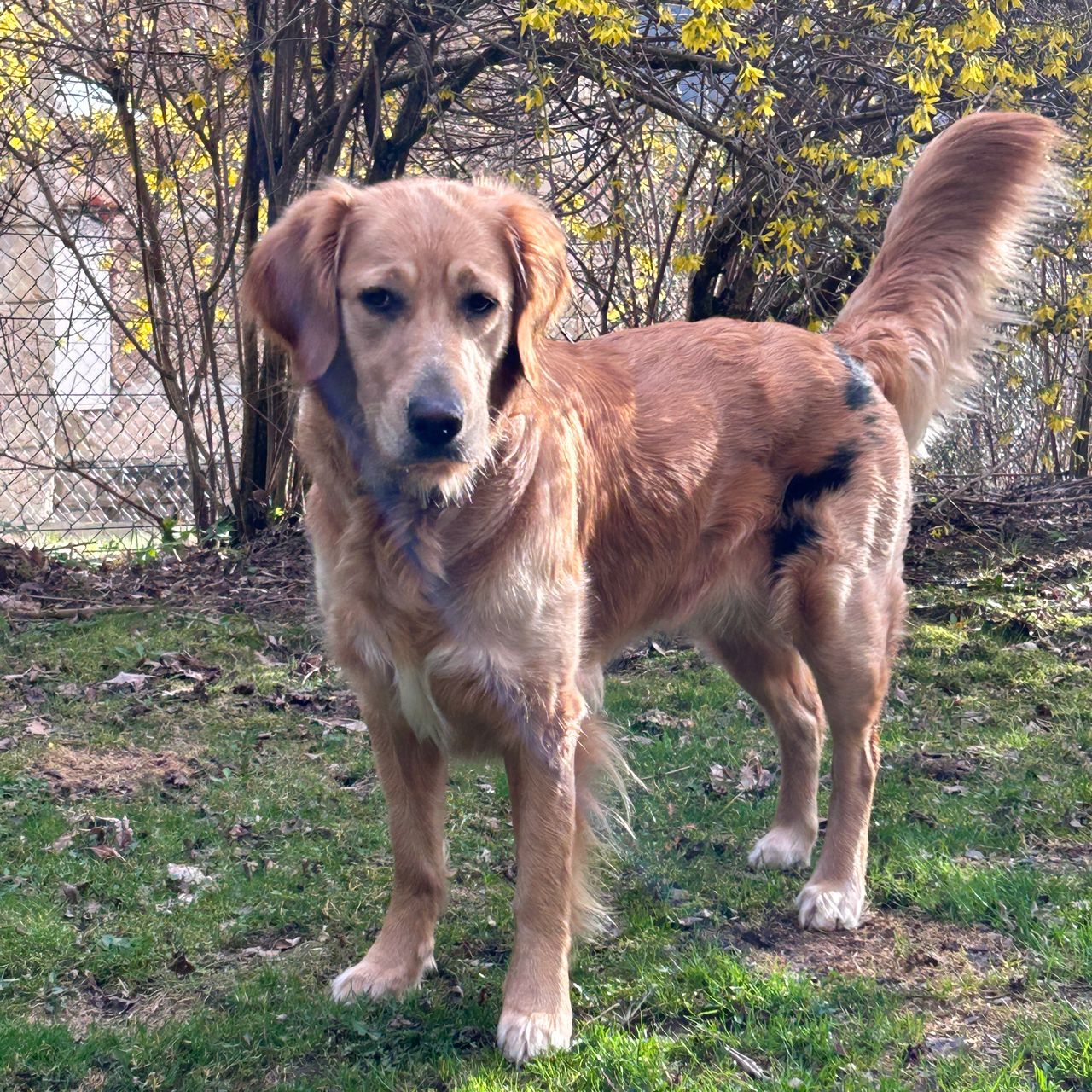Soutěžní fotografie - Bára,  Zlatý retriever