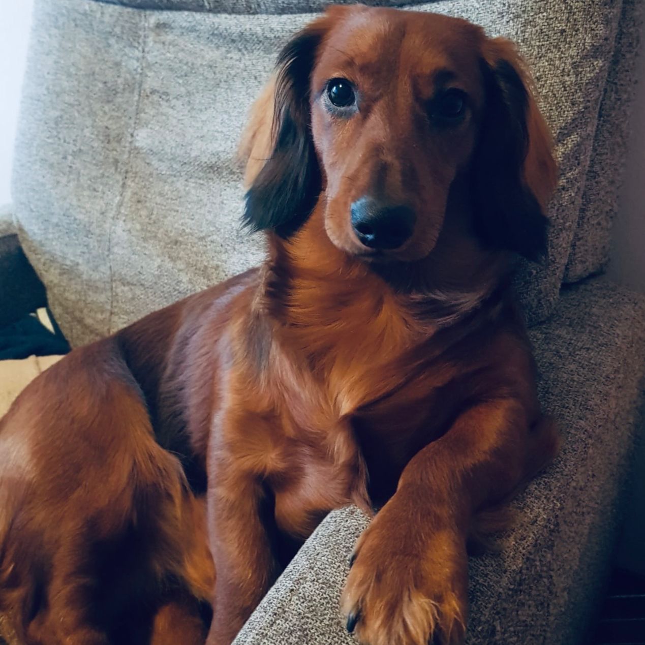 Soutěžní fotografie - Barney,  Jezevčík