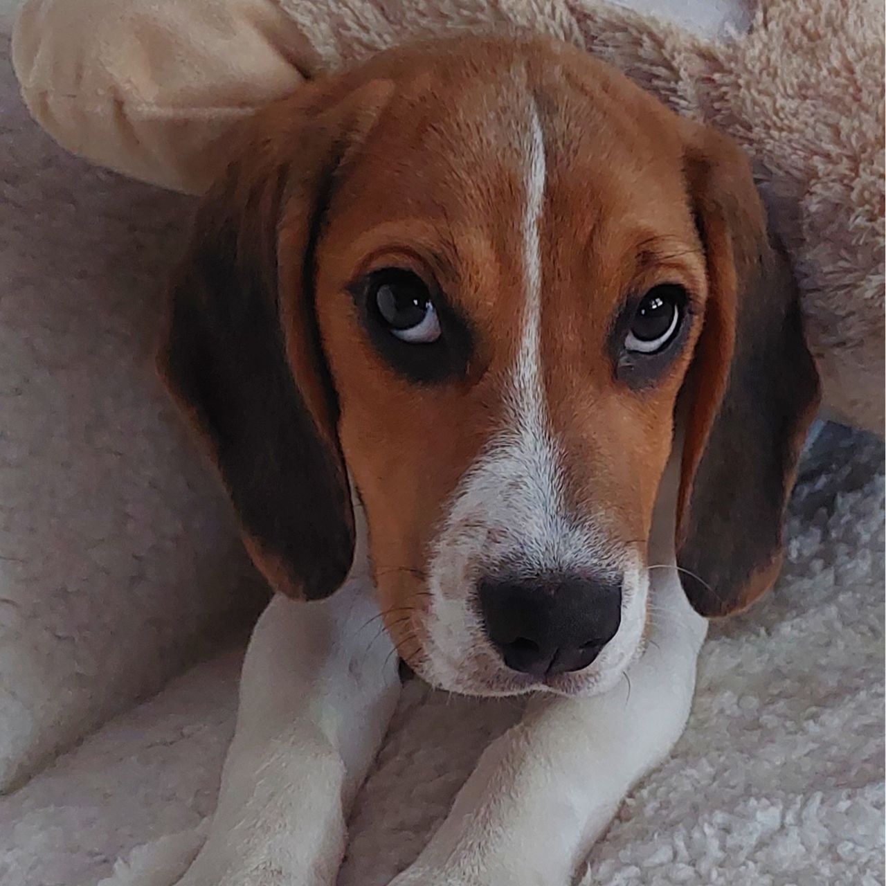 Soutěžní fotografie - Molly,  Beagle