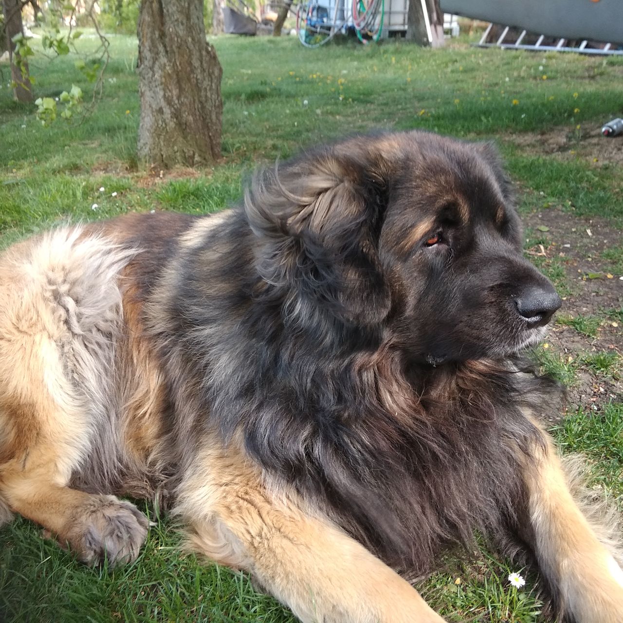 Soutěžní fotografie - Barnabáš,  Leonberger