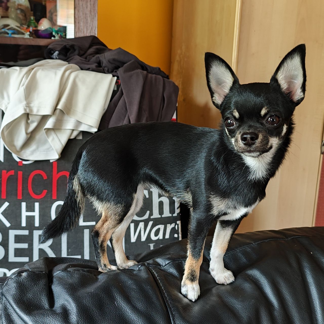 Soutěžní fotografie - Tazi,  Čivava