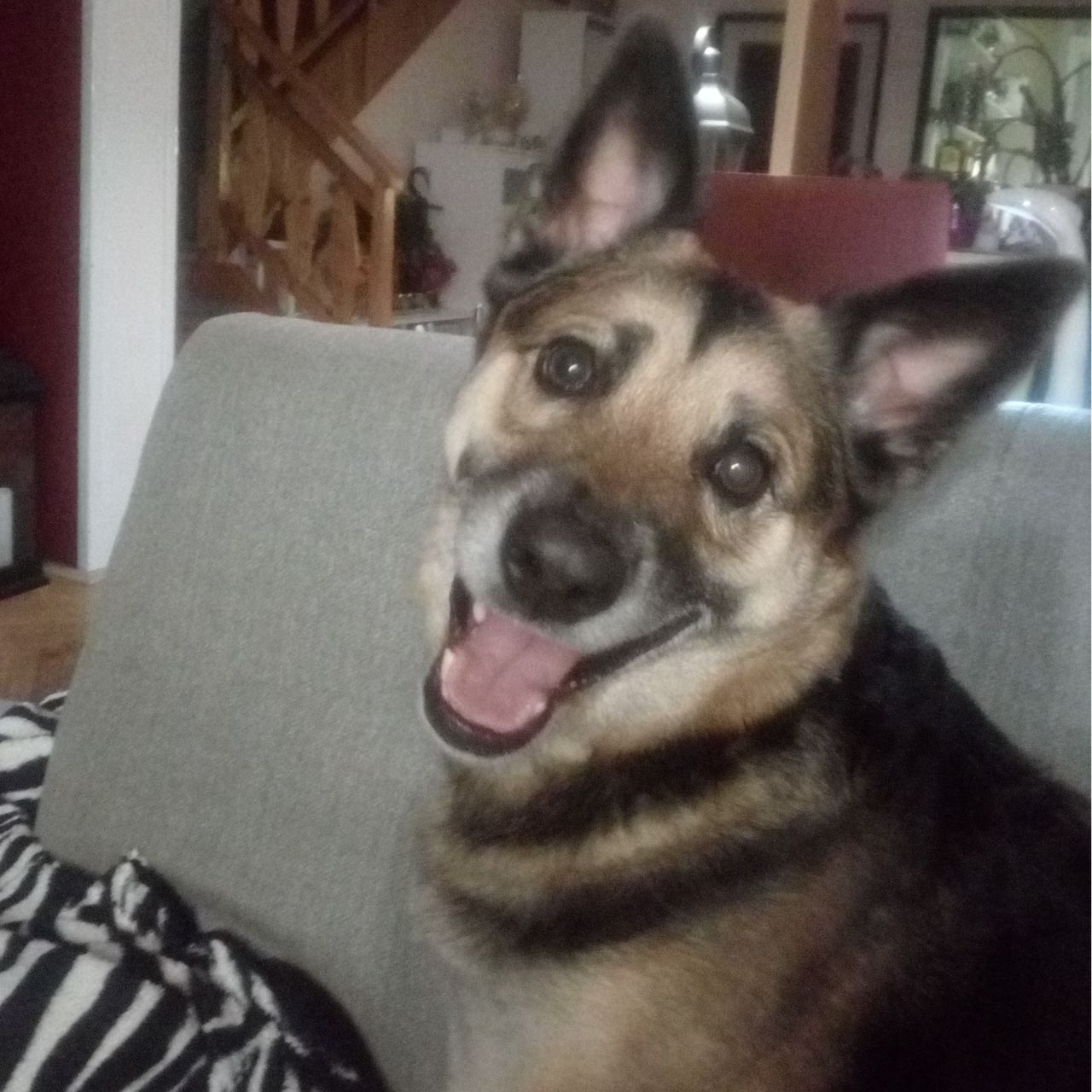 Soutěžní fotografie - Roxy,  Ostatní