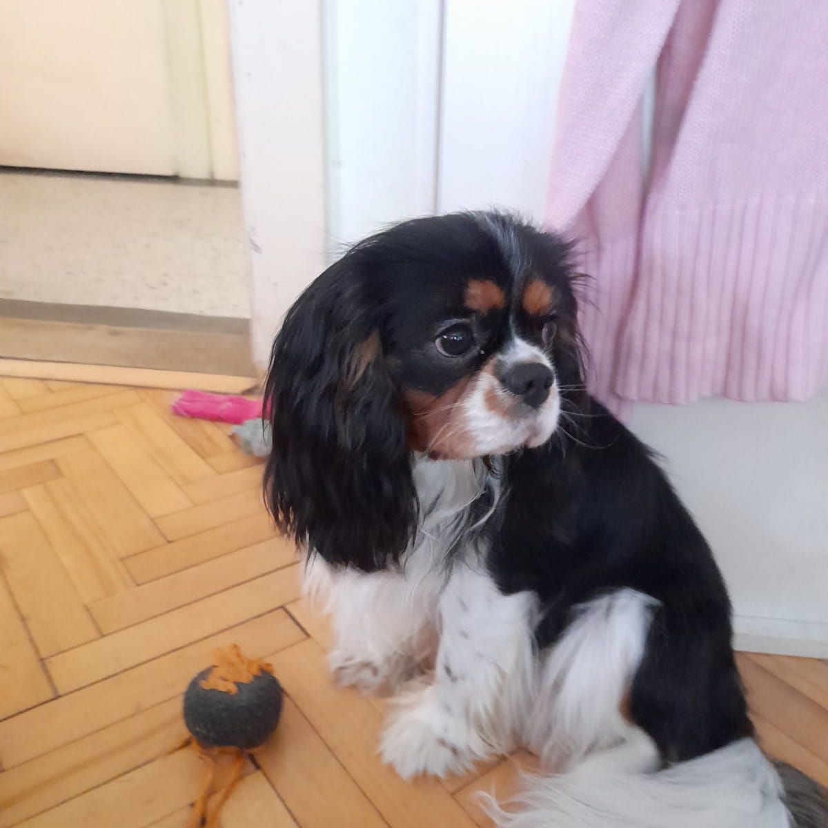 Soutěžní fotografie - Quinci,  King Charles španěl