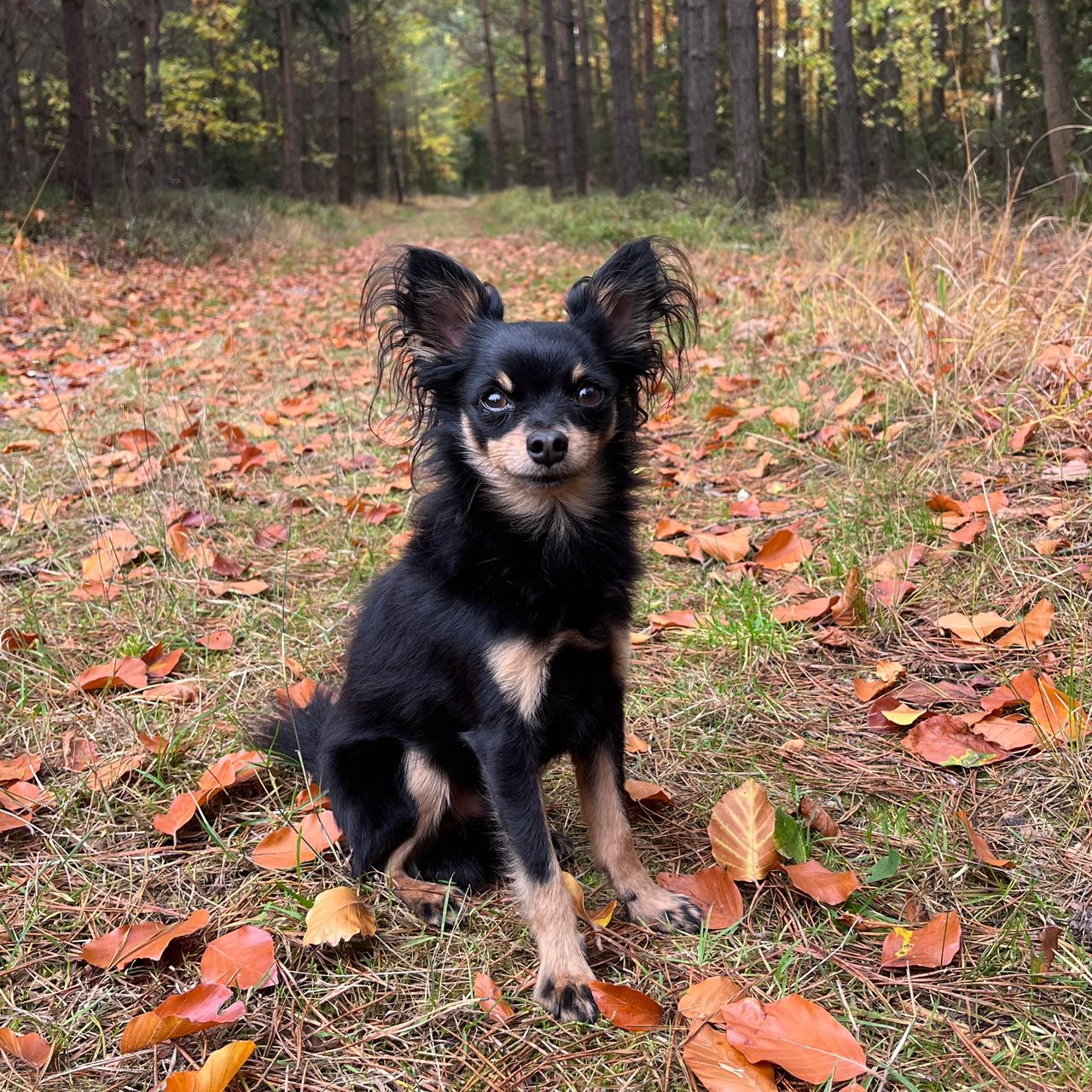 Soutěžní fotografie - Rambo,  Pražský krysařík