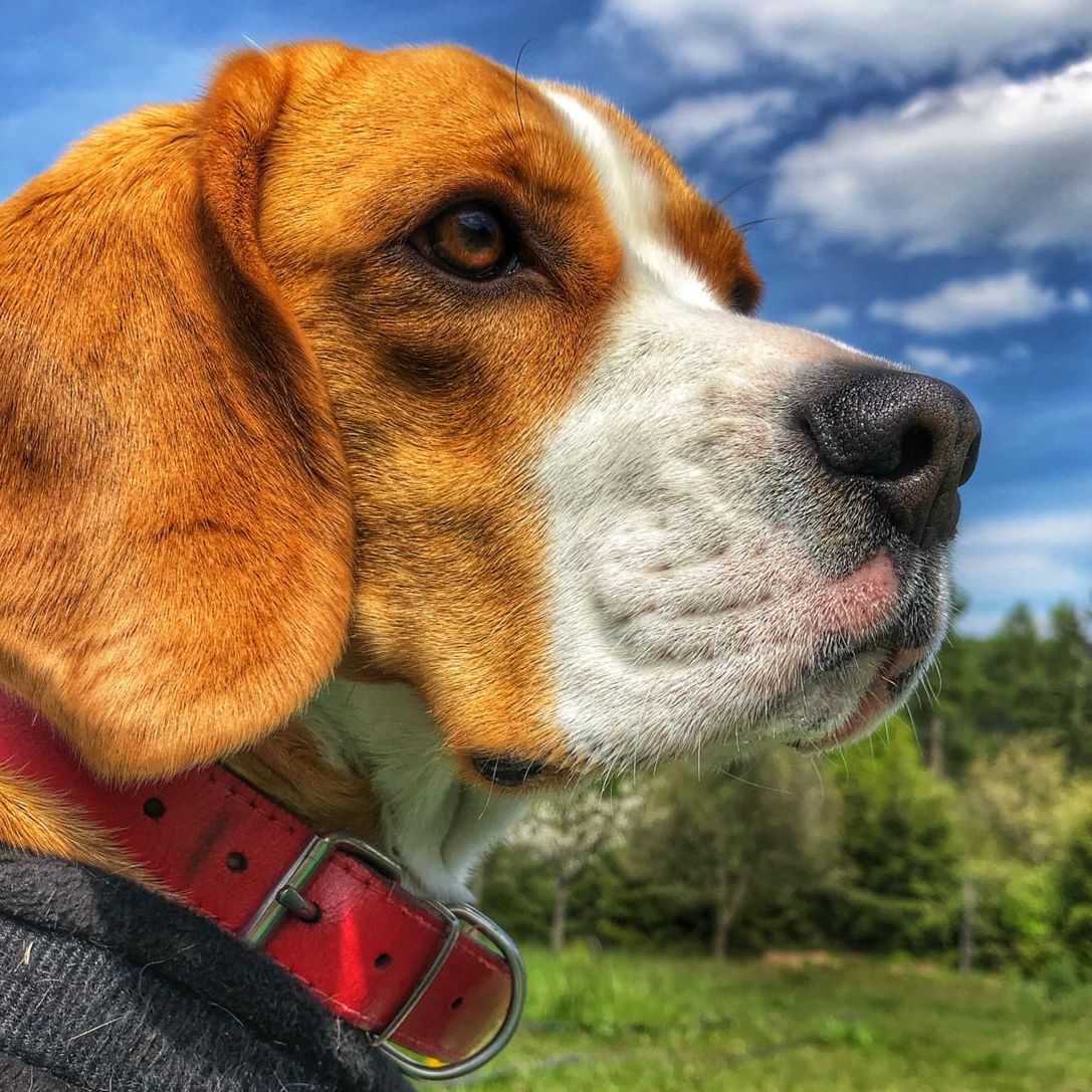 Soutěžní fotografie - Angie,  Beagle