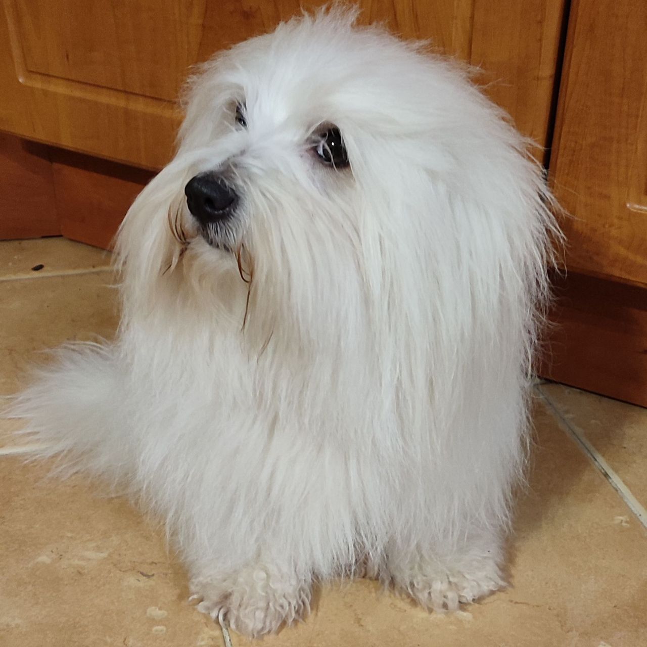 Soutěžní fotografie - Cameron,  Coton de Tuléar