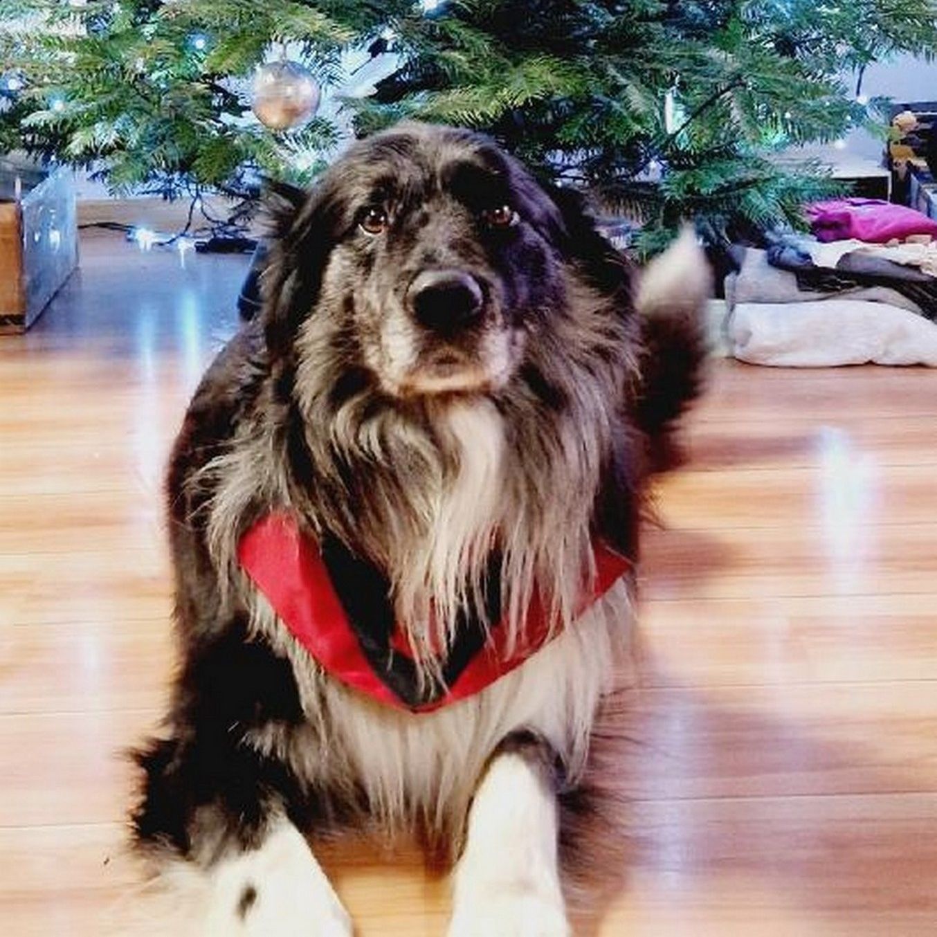 Soutěžní fotografie - Bolt,  Zlatý retriever