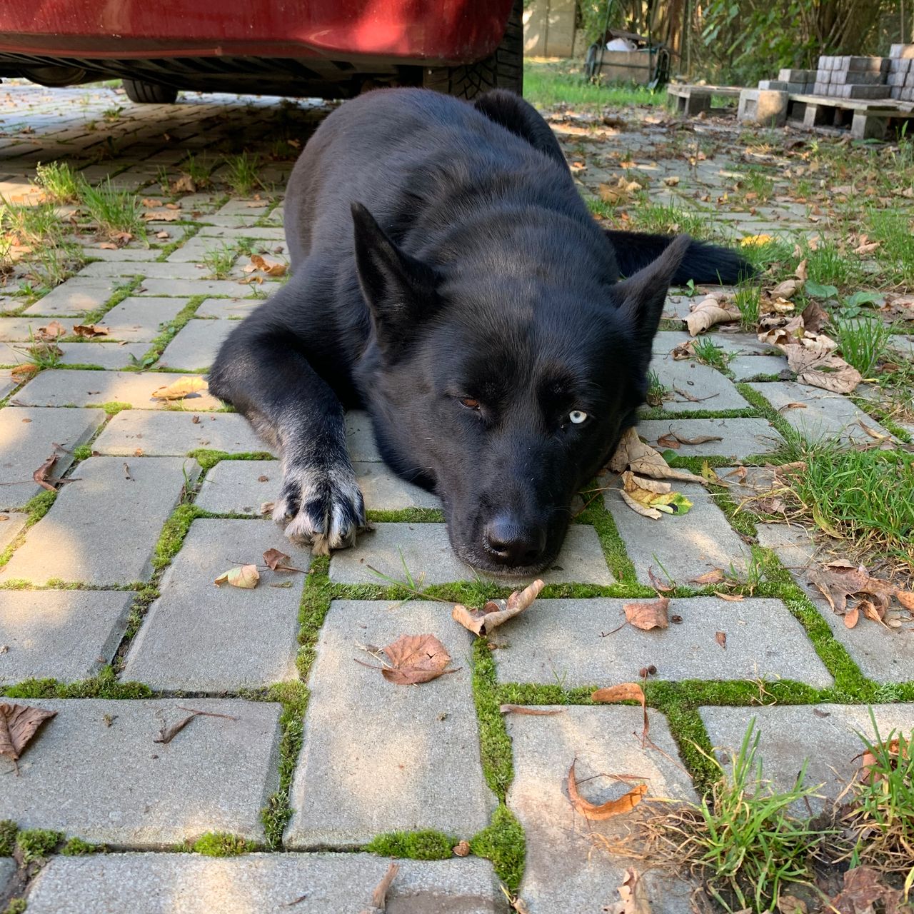 Soutěžní fotografie - Leah,  Německý ovčák