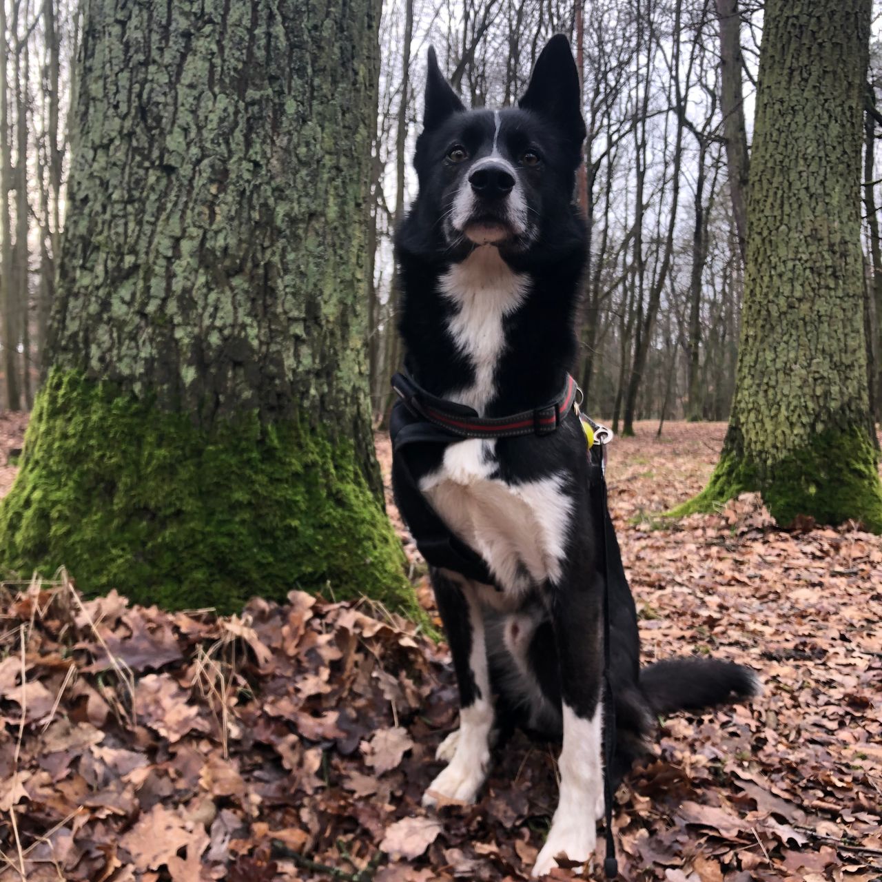Soutěžní fotografie - Scoty,  Ostatní