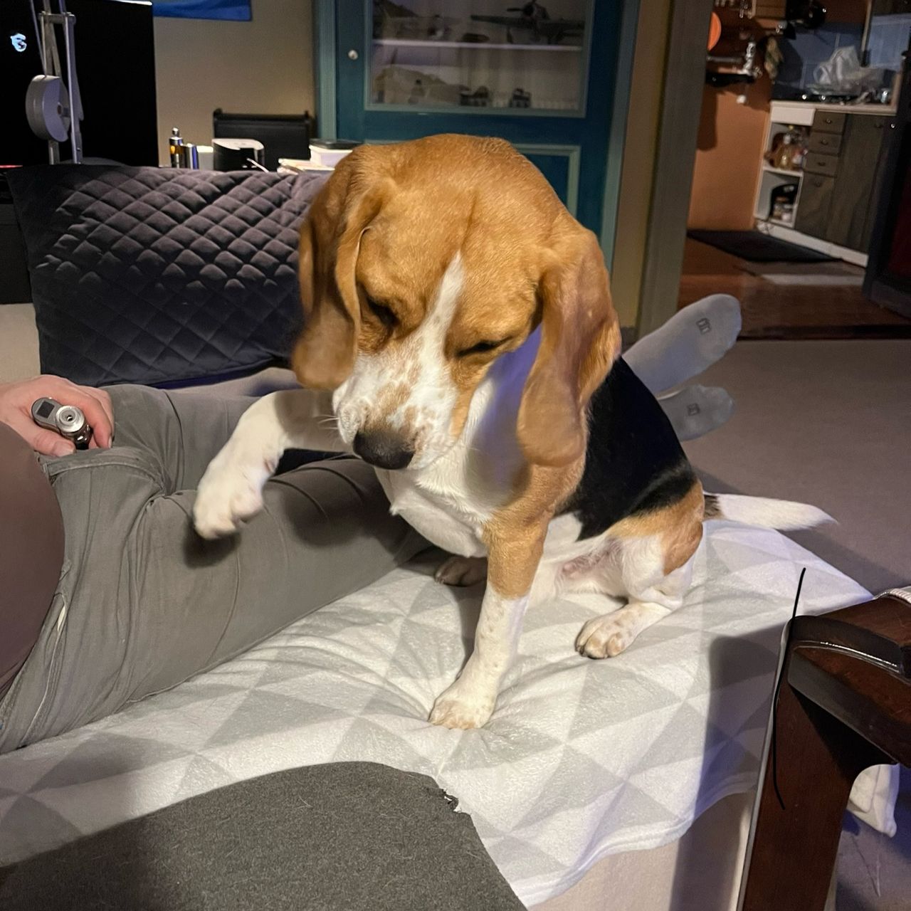 Soutěžní fotografie - Sam,  Beagle