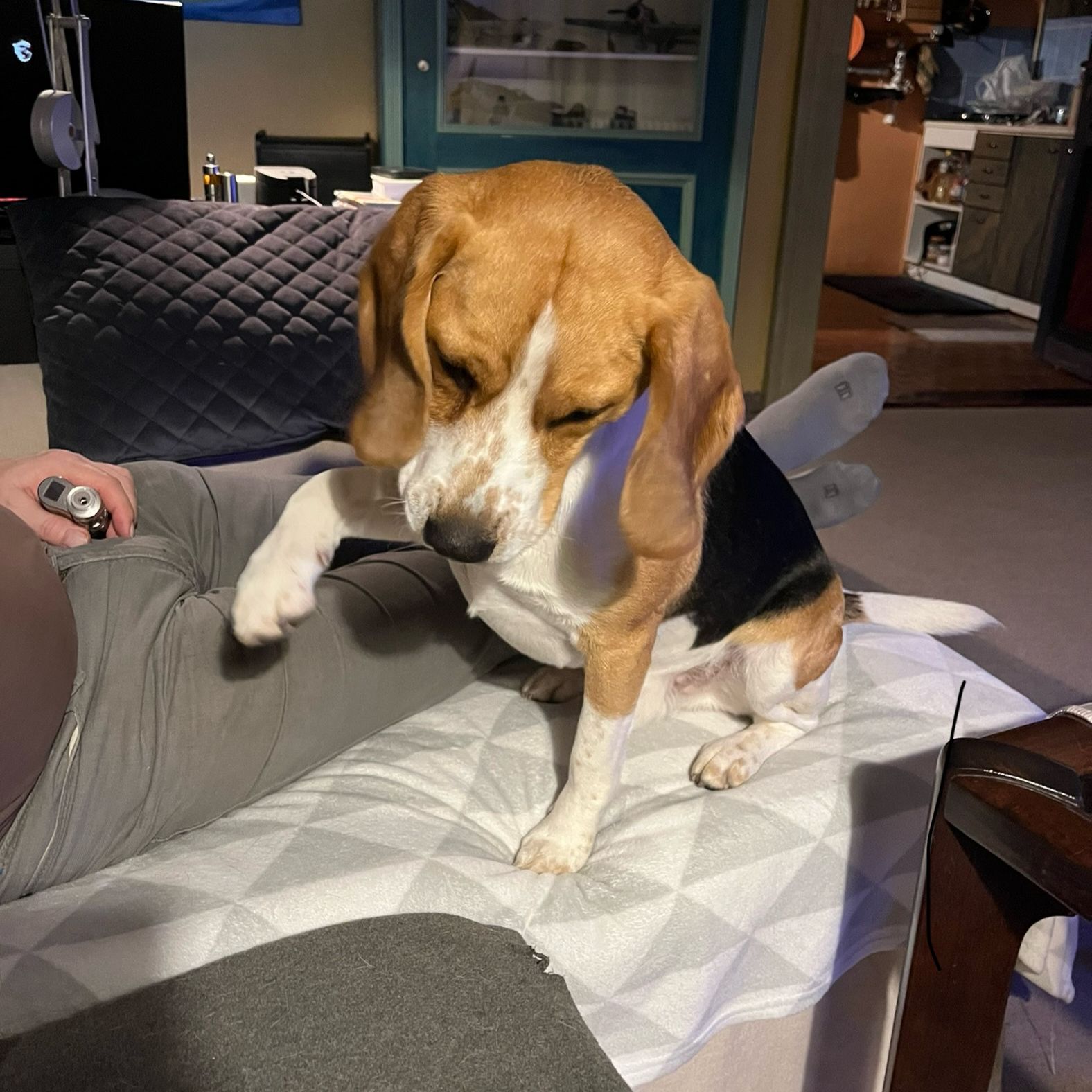 Soutěžní fotografie - Sam,  Beagle