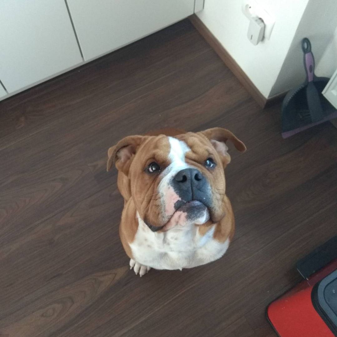 Soutěžní fotografie - Rocky ,  Anglický buldok