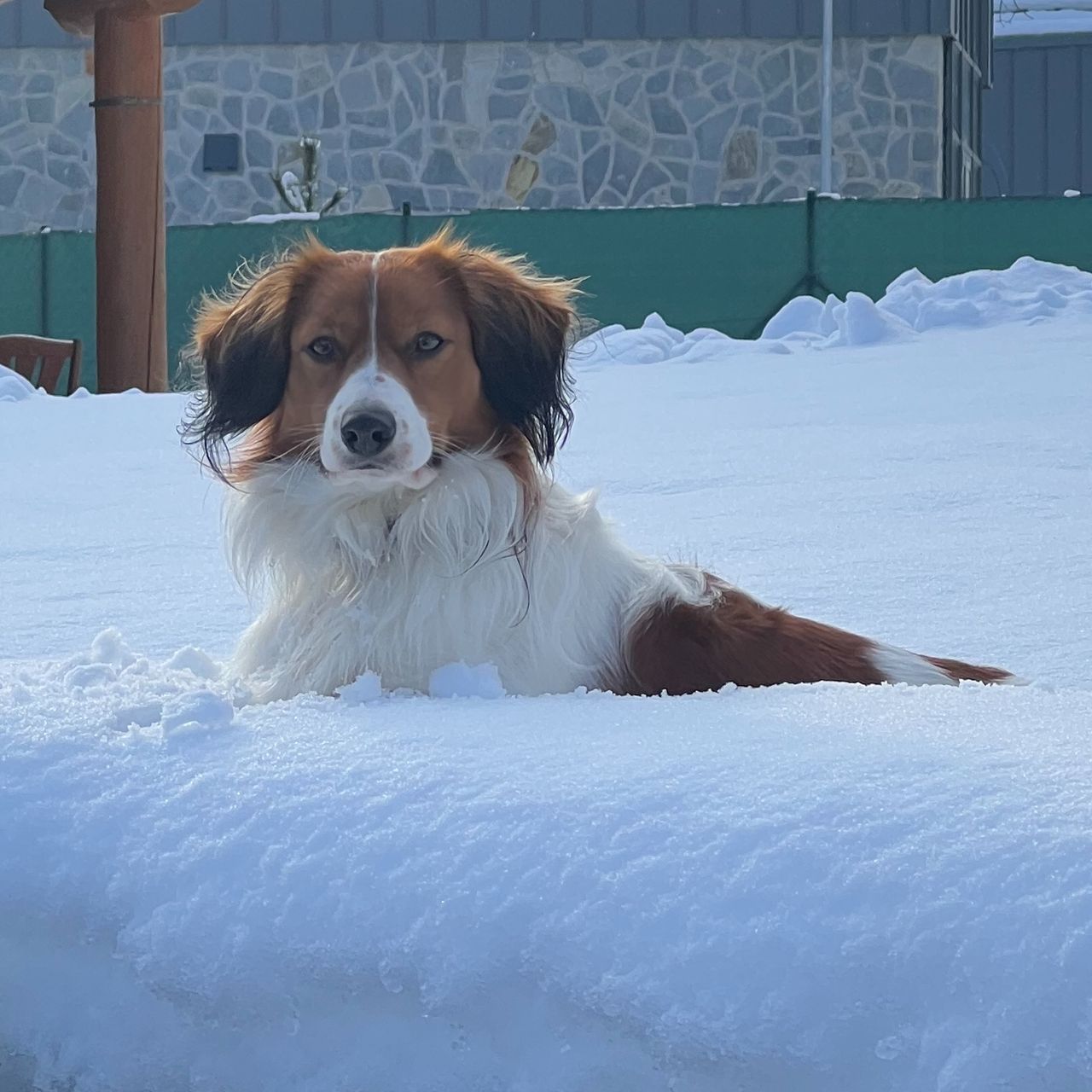 Soutěžní fotografie - Archibald,  Kooikerhondje